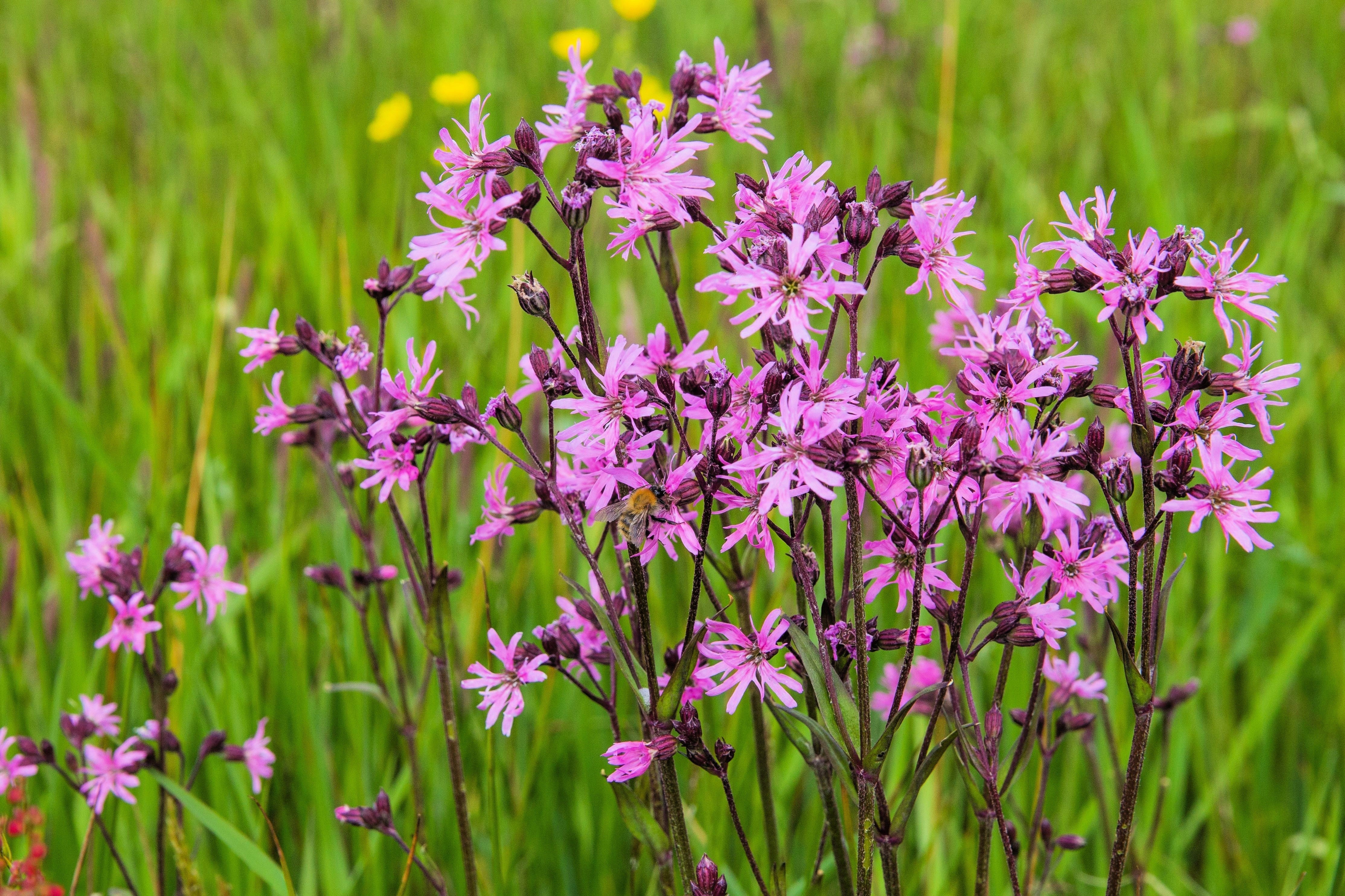 100 RAGGED ROBIN Pink Purplish Lychnis Flos Cuculi Flower Seeds - Image 4