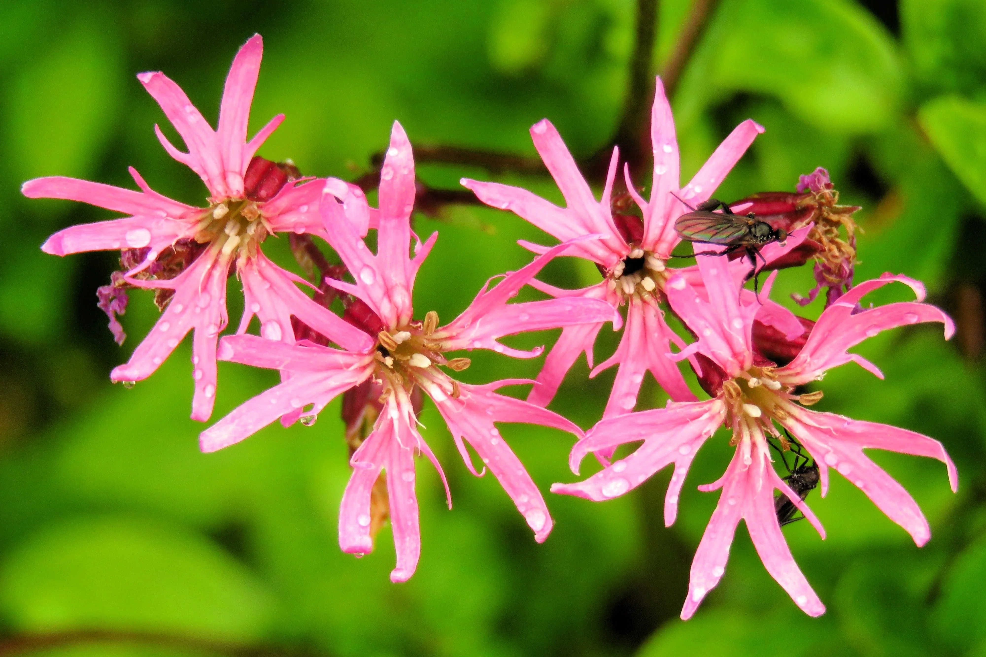 100 RAGGED ROBIN Pink Purplish Lychnis Flos Cuculi Flower Seeds - Image 5
