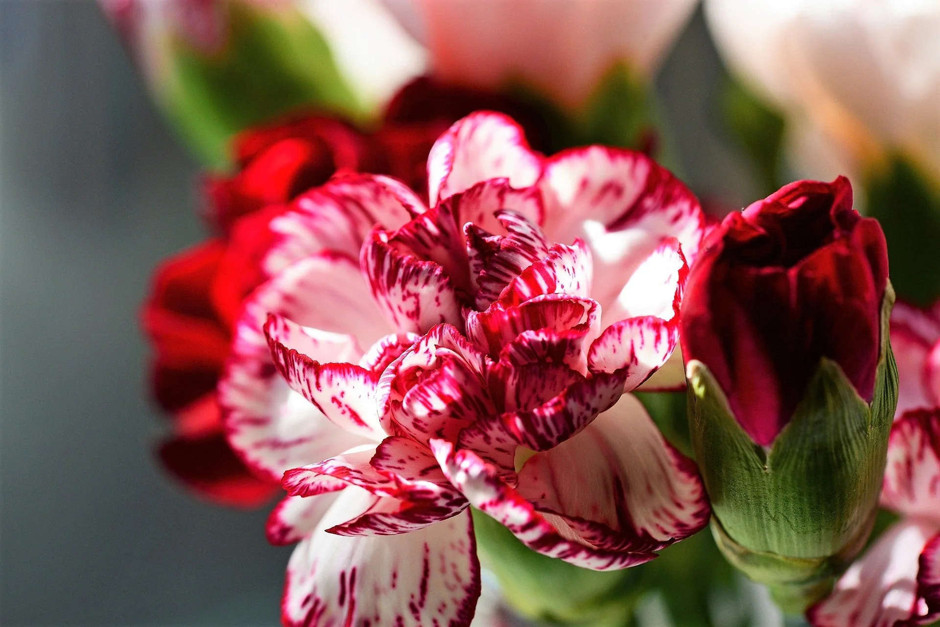 100 RAINBOW CARNATION Mix Mixed Colors Dianthus Caryophyllus Flower Seeds - Image 2