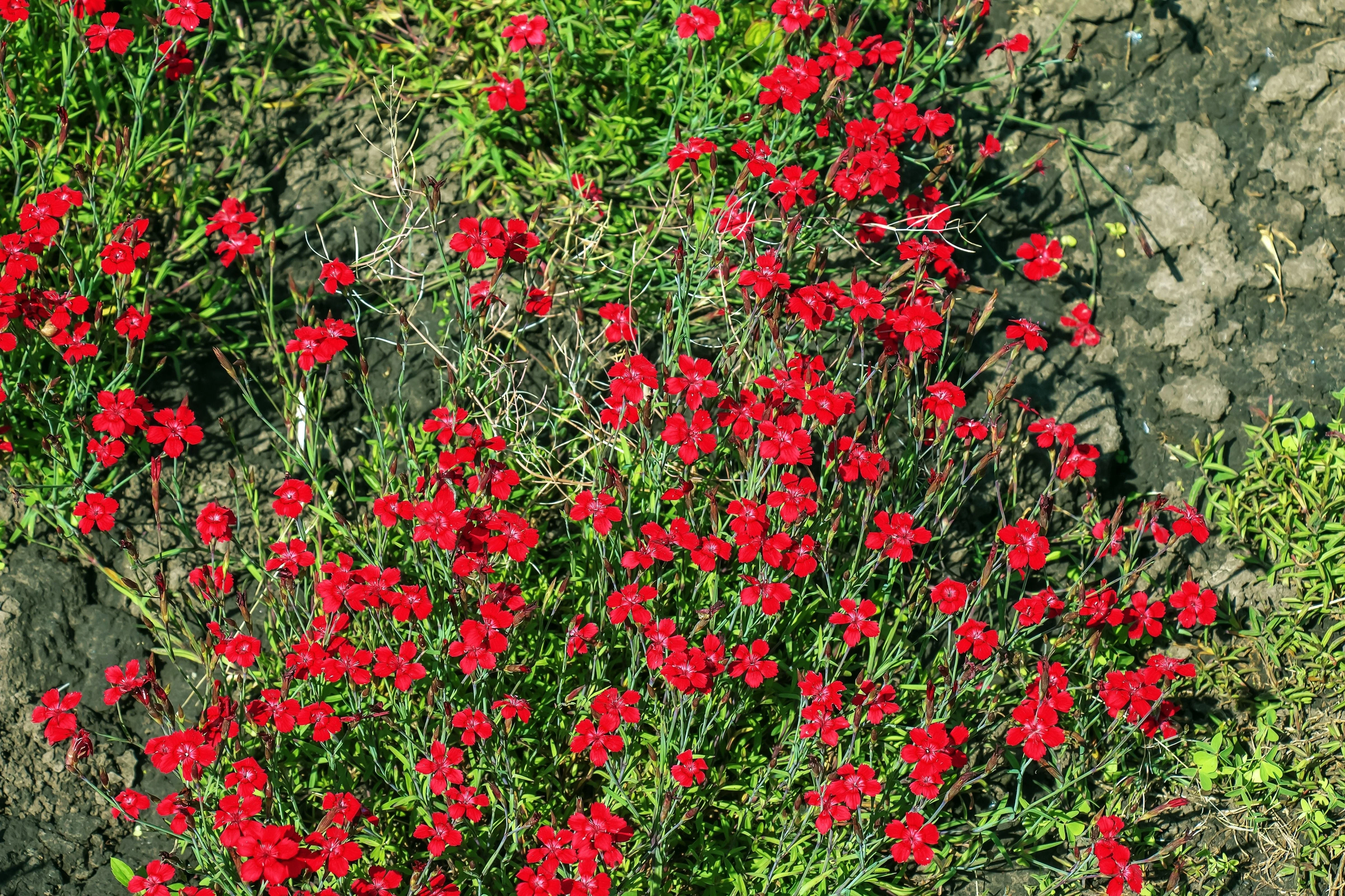 100 RED CARDINAL DIANTHUS Deltoides Flower Seeds - Image 10