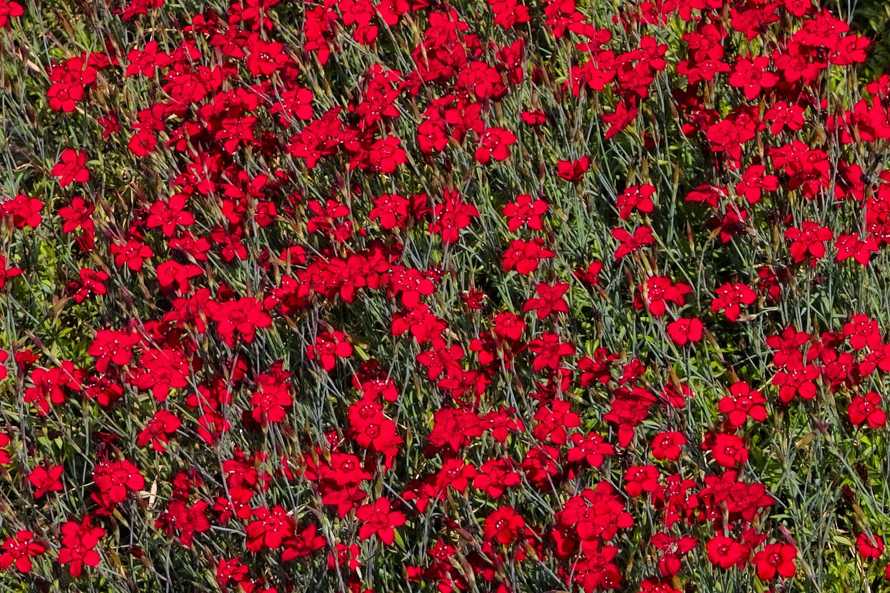 100 RED CARDINAL DIANTHUS Deltoides Flower Seeds - Image 2