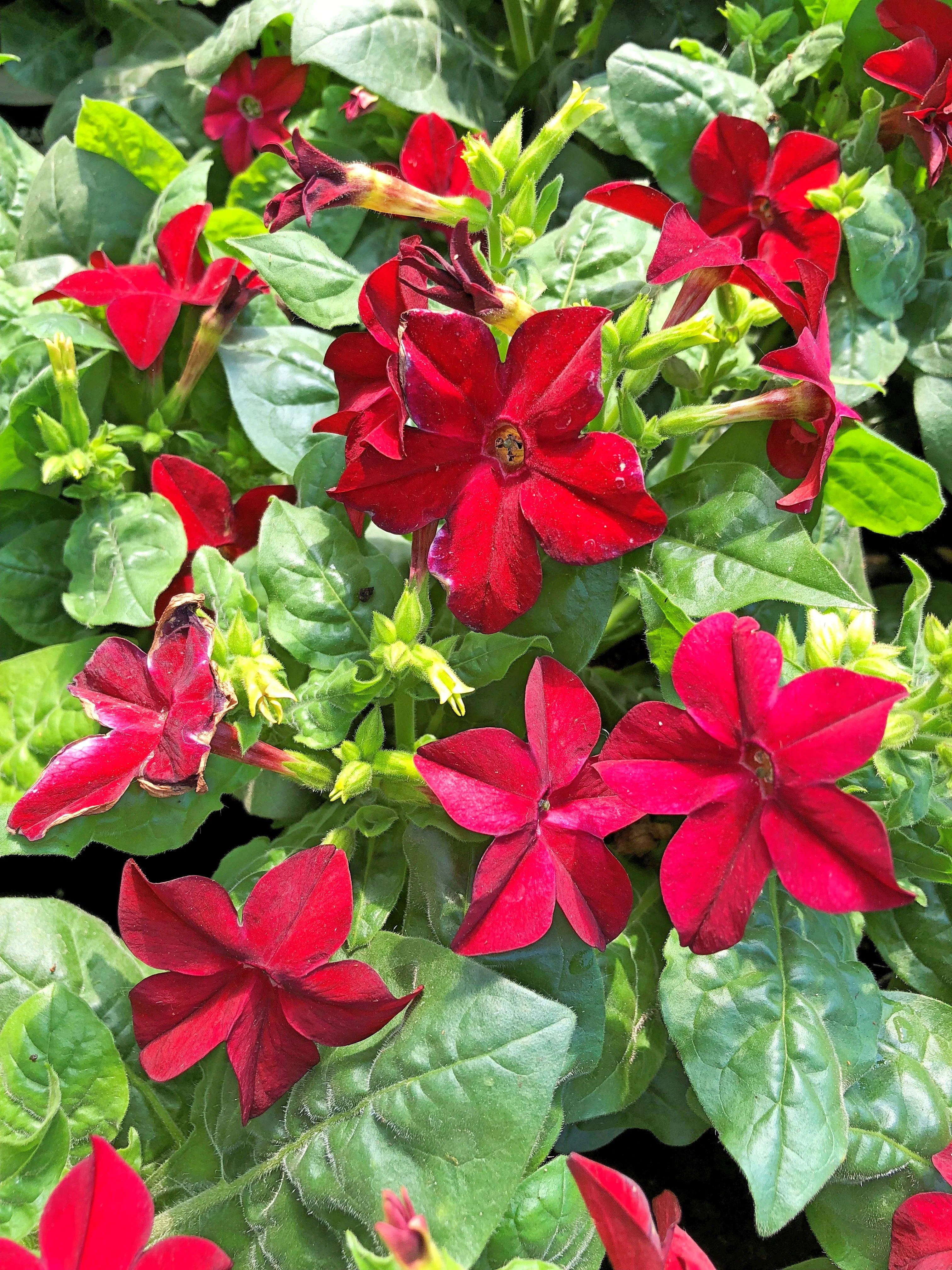 100 Red CRIMSON KING NICOTIANA (Ornamental Flowering Tobacco) Nicotiana Affinis Flower Seeds - Image 10