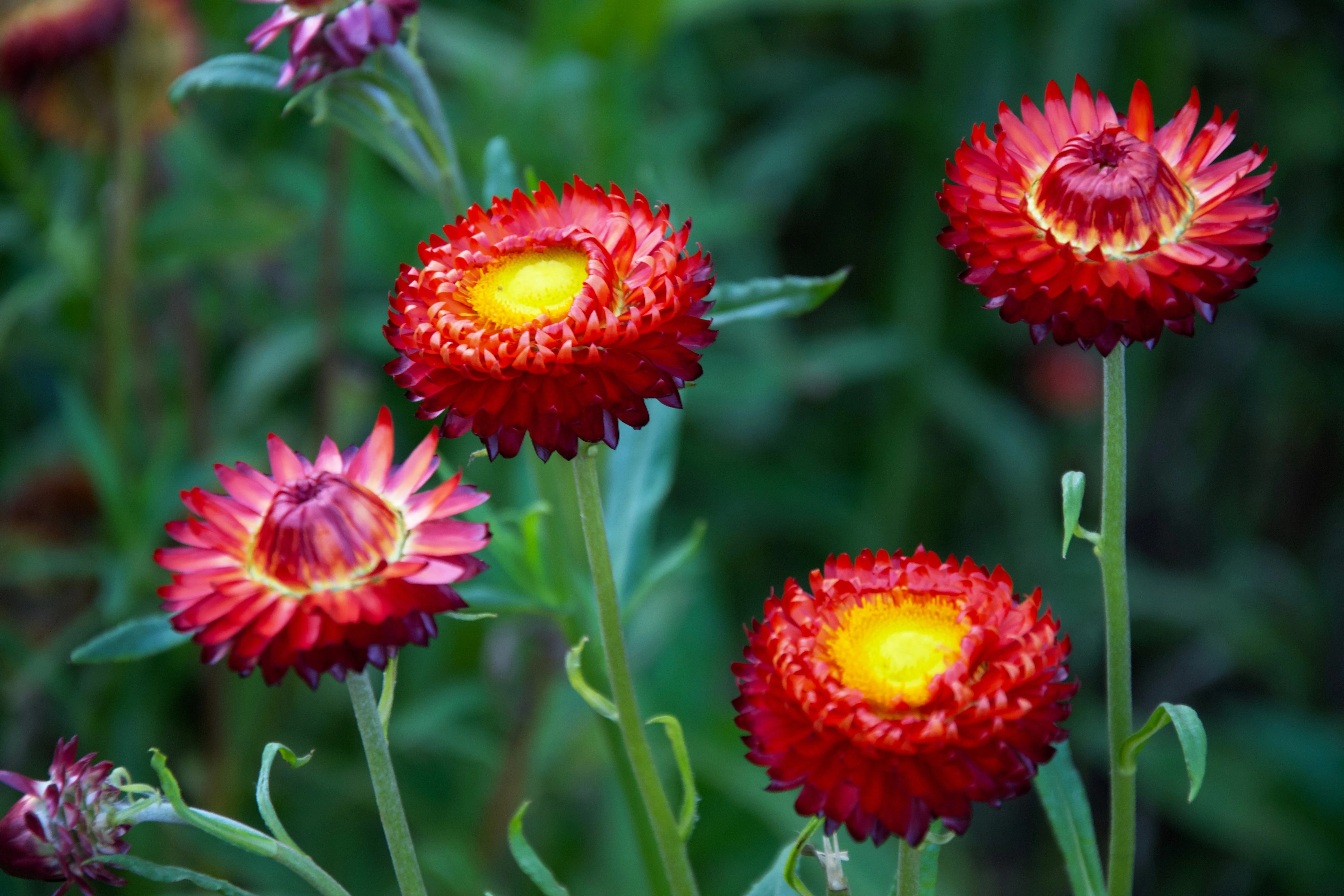 100 Red FIRE BALL STRAWFLOWER Helichrysum Monstrosum Flower Seeds - Image 8