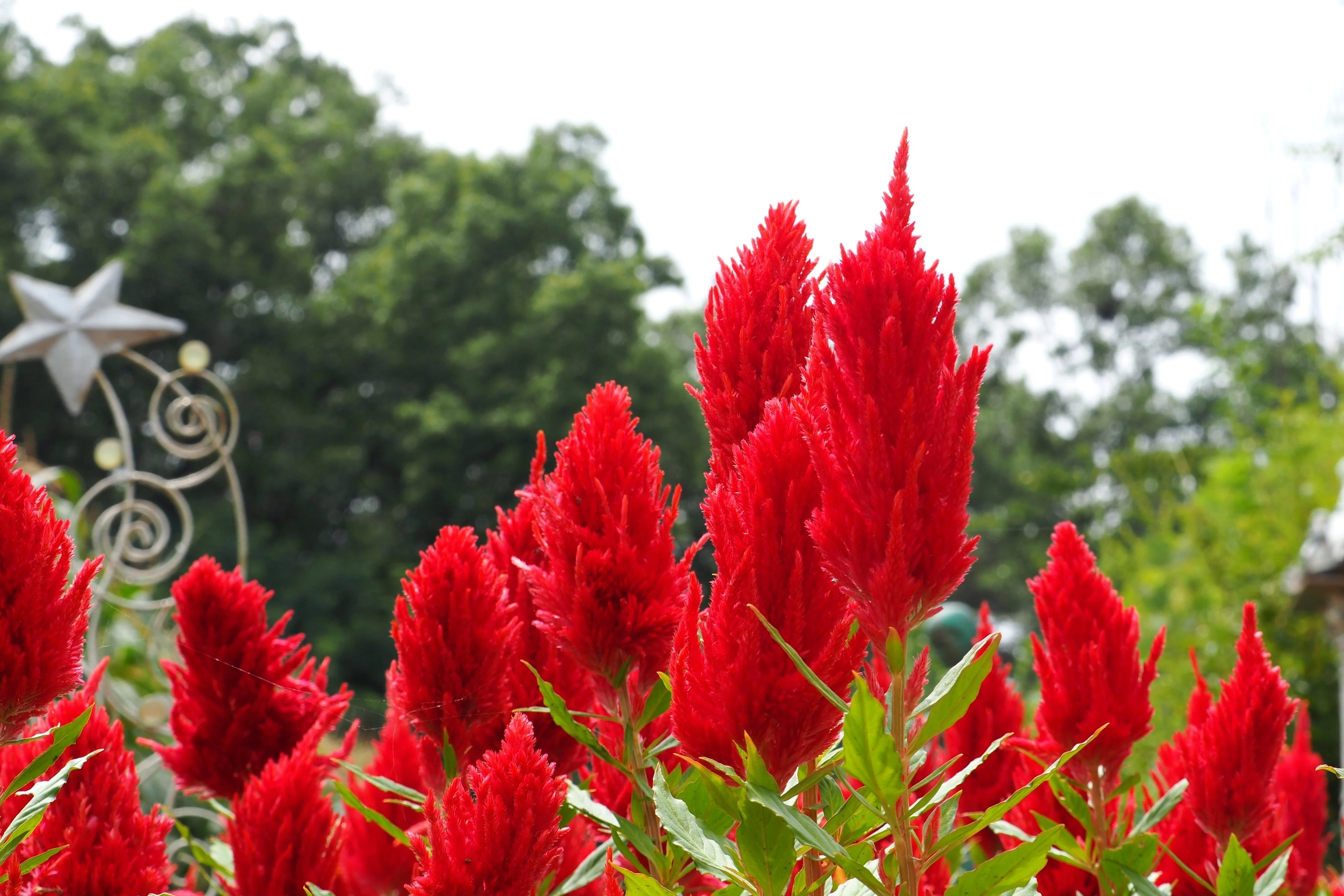100 RED Forest Fire COCKSCOMB CELOSIA Plumosa Seeds - Image 3