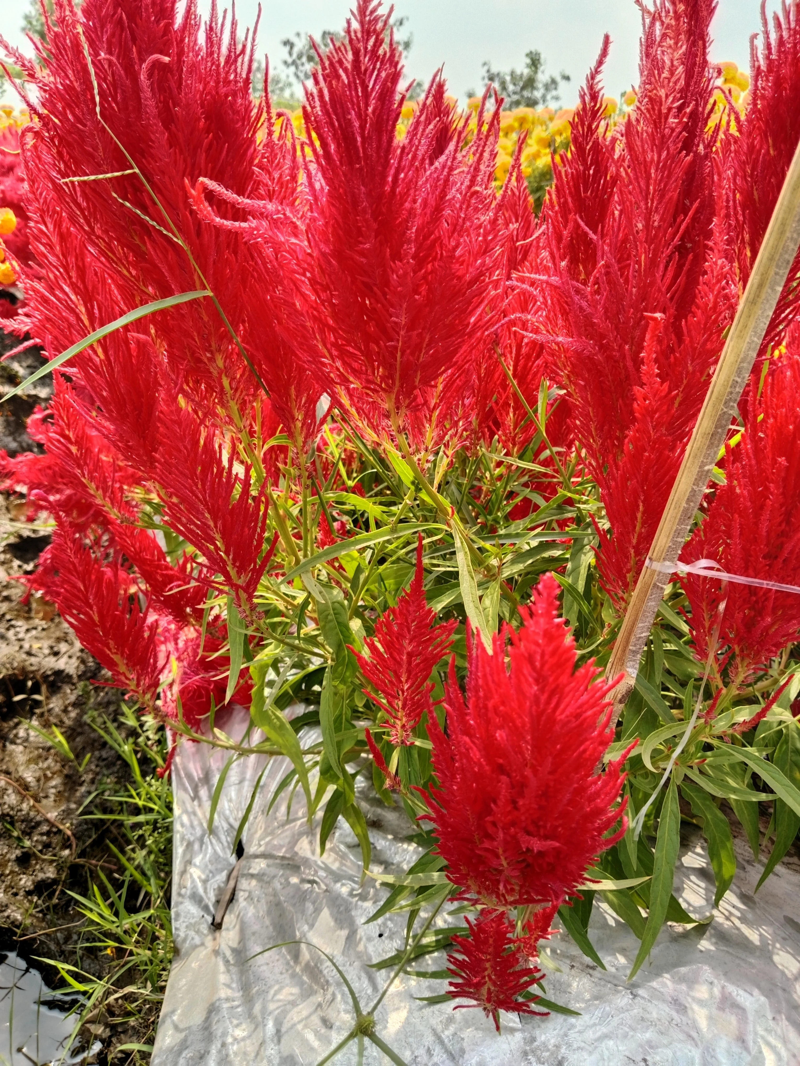 100 RED Forest Fire COCKSCOMB CELOSIA Plumosa Seeds - Image 5