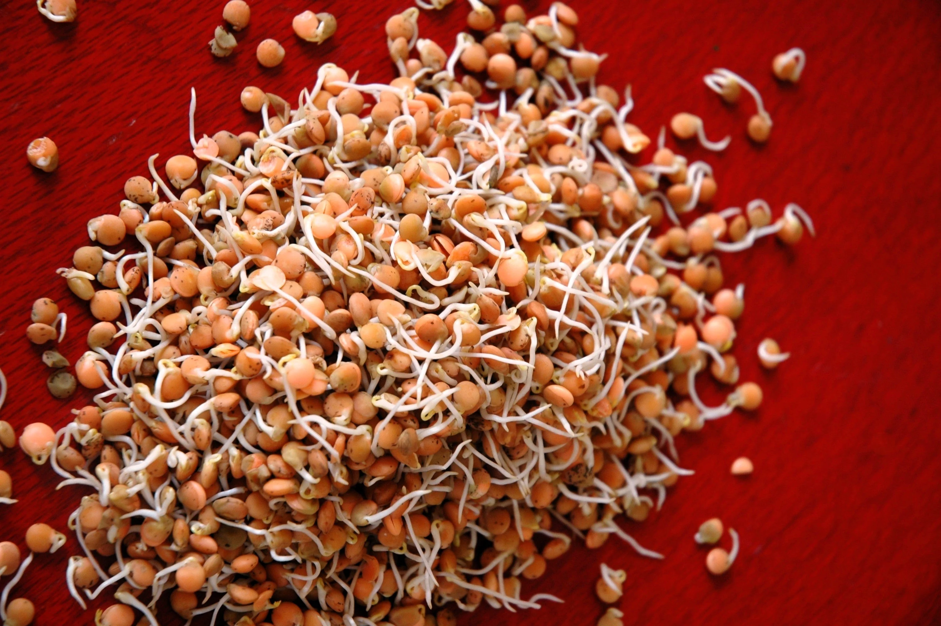 100 RED LENTIL Lens Culinaris Vegetable Seeds - Image 6
