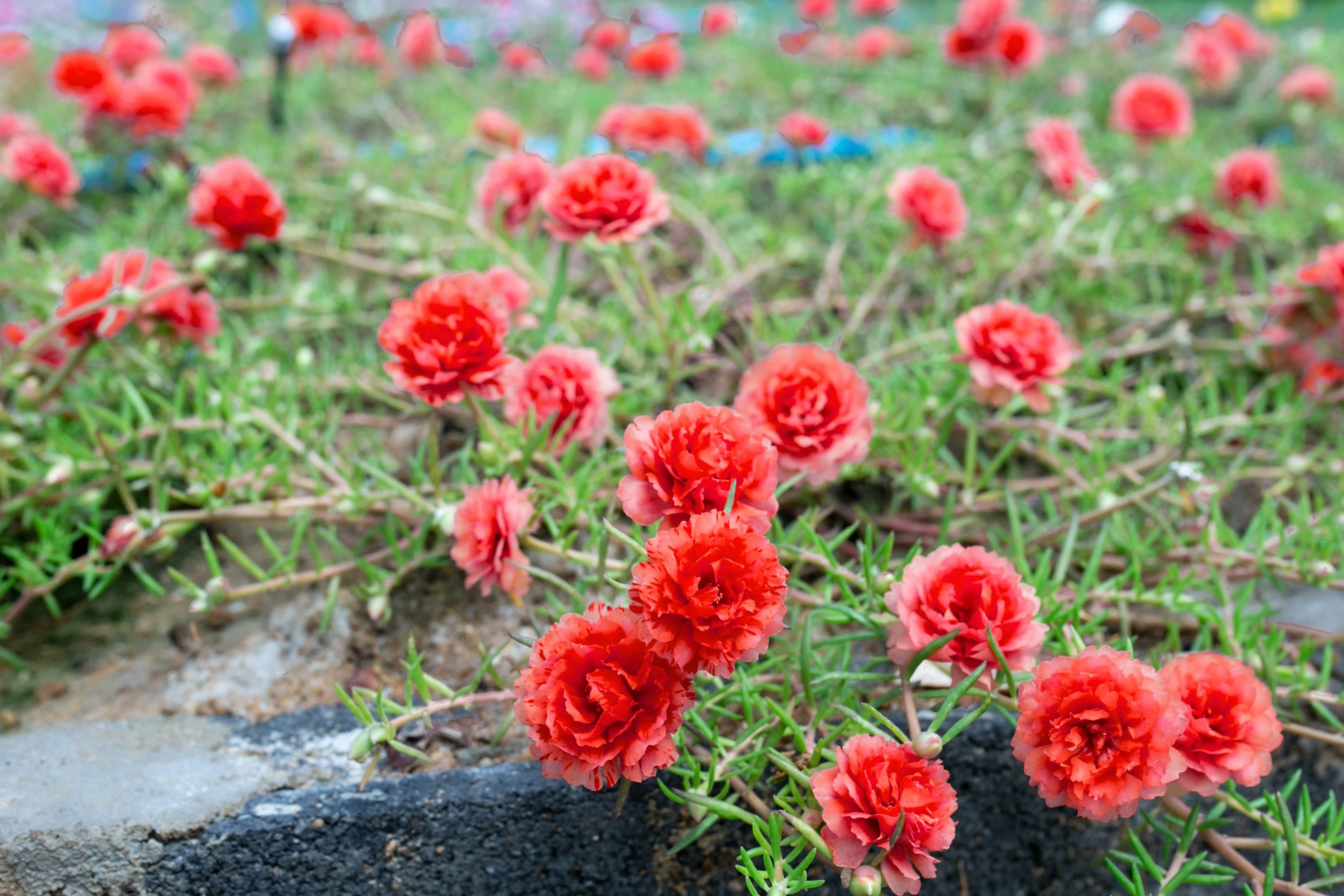 100 Red PORTULACA Grandiflora / MOSS ROSE Succulent Flower Seeds - Image 4