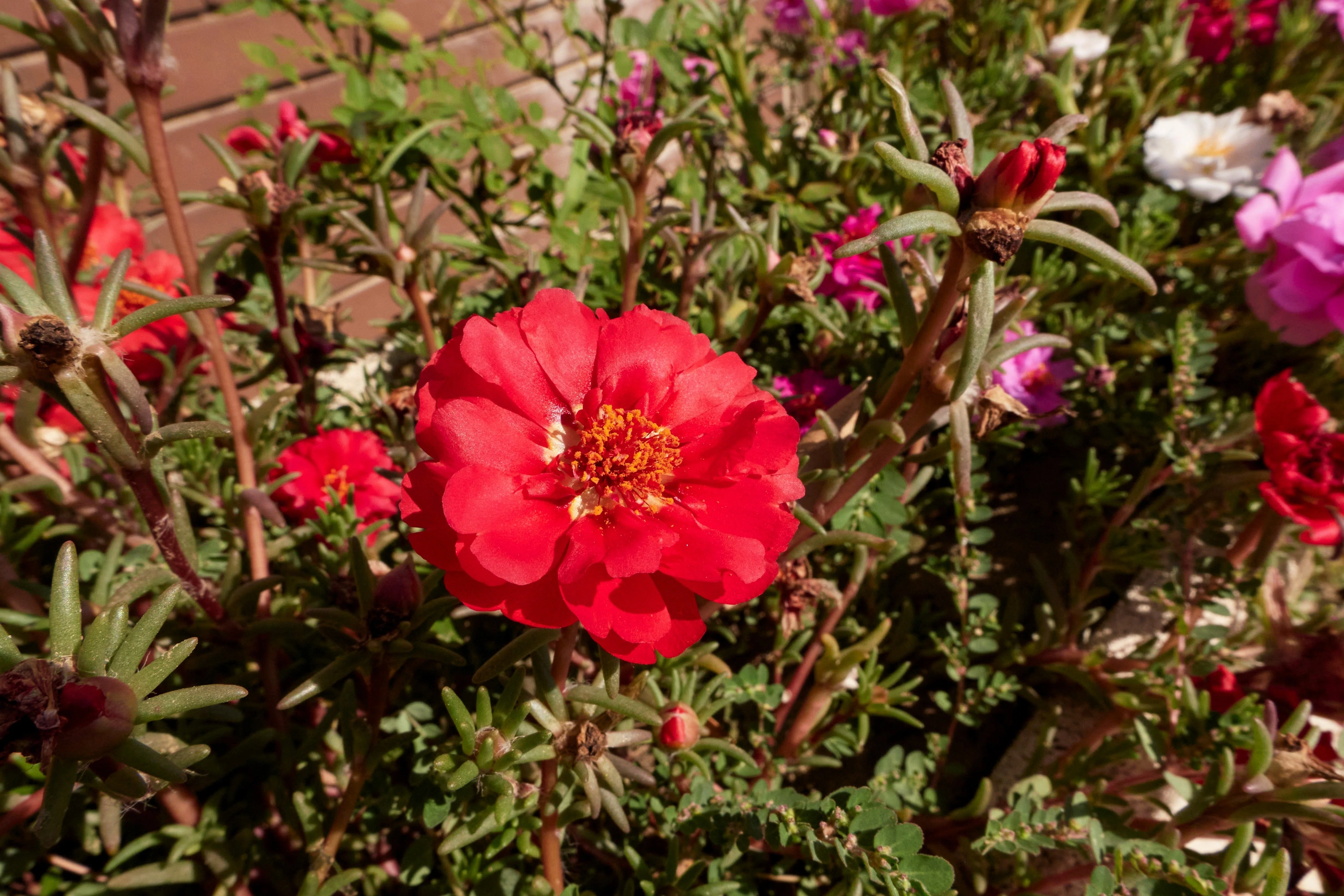 100 Red PORTULACA Grandiflora / MOSS ROSE Succulent Flower Seeds - Image 5
