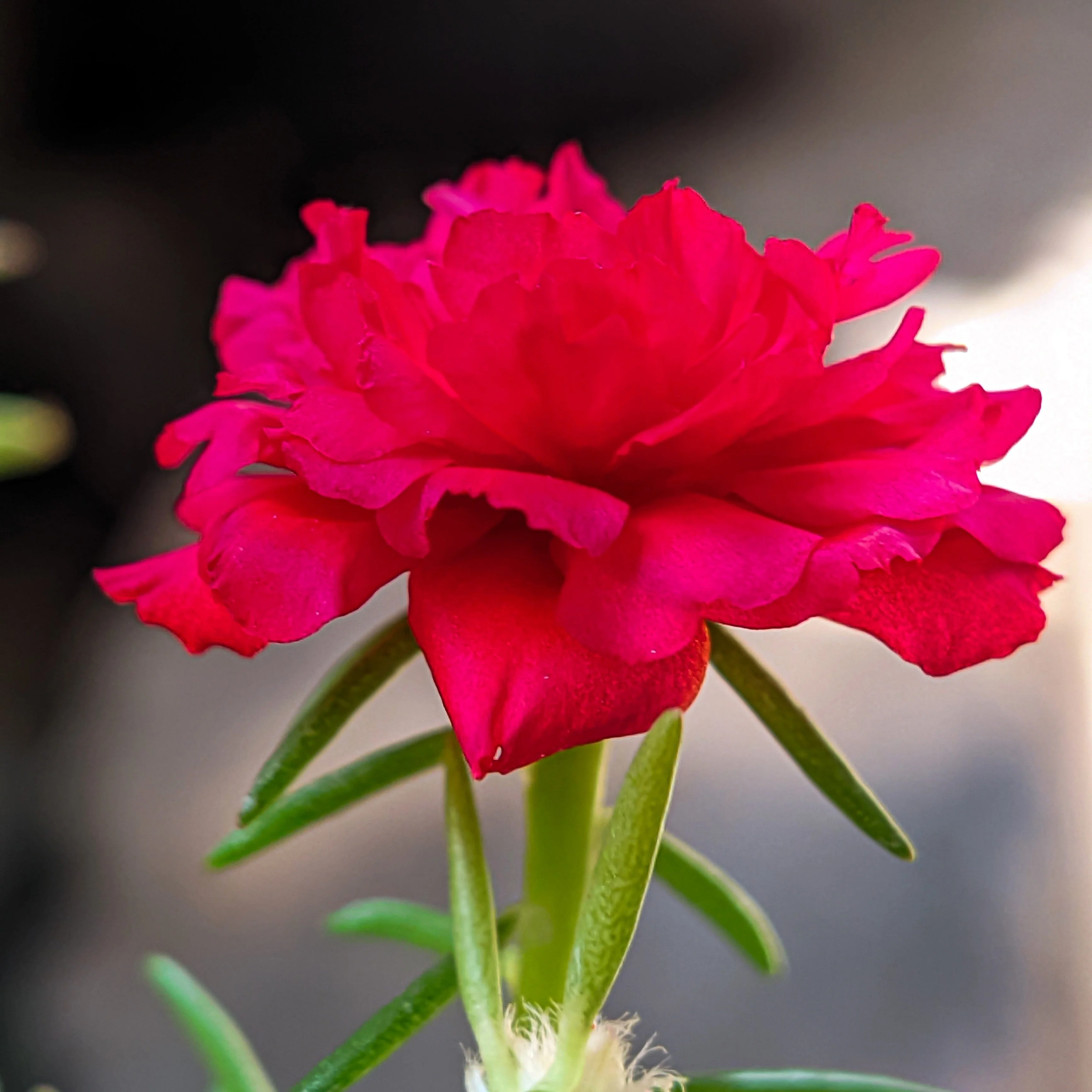 100 Red PORTULACA Grandiflora / MOSS ROSE Succulent Flower Seeds - Image 7