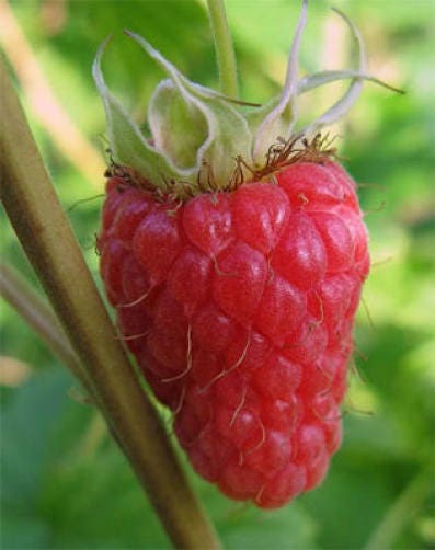 100 RED RASPBERRY Rubus Idaeus Fruit Bush Vine Seeds - Image 4