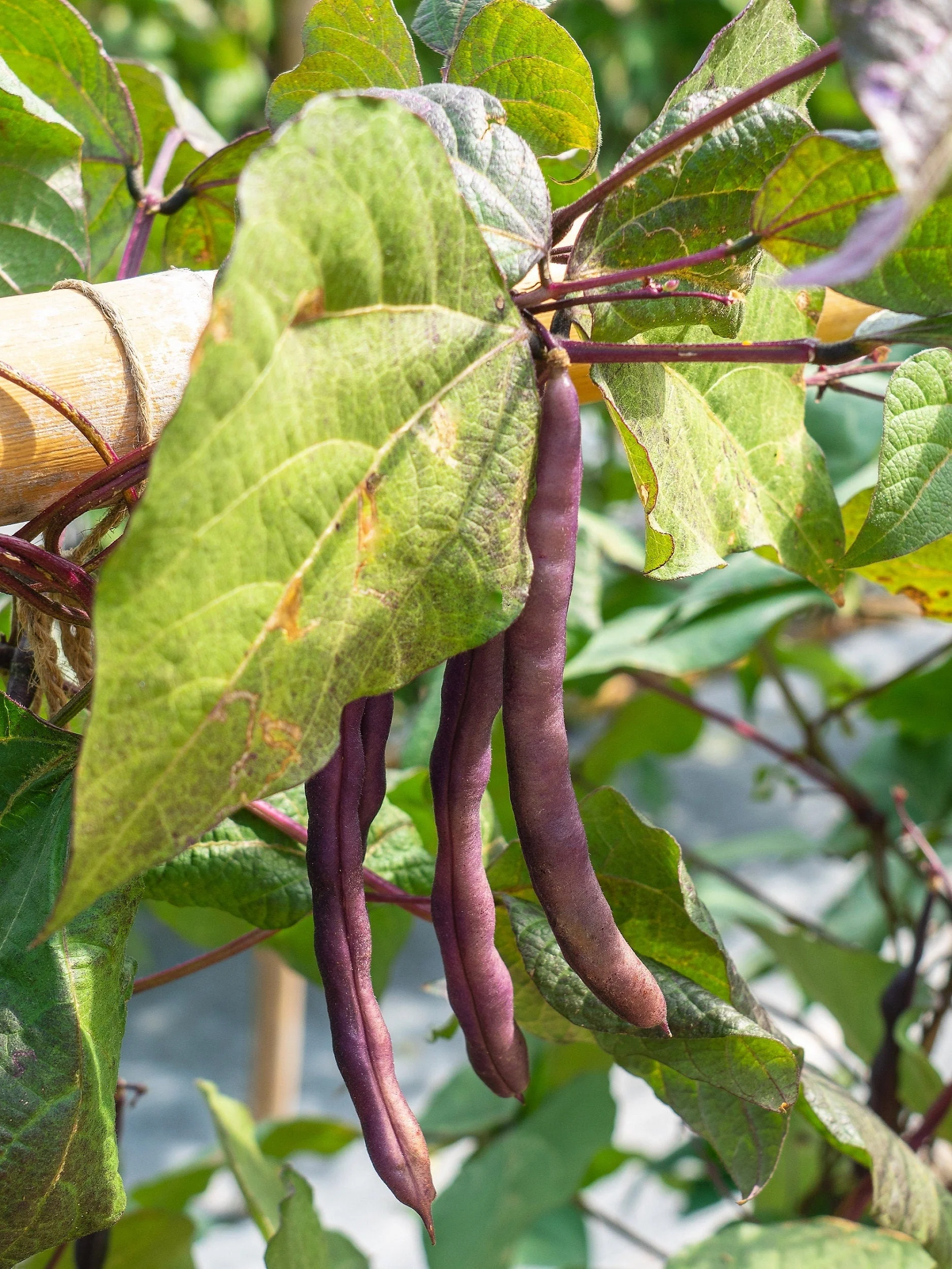 100 RED RIPPER COWPEA Cow Pea Southern Pea Vigna Unguiculata Legume Bean Vegetable Seeds - Image 2