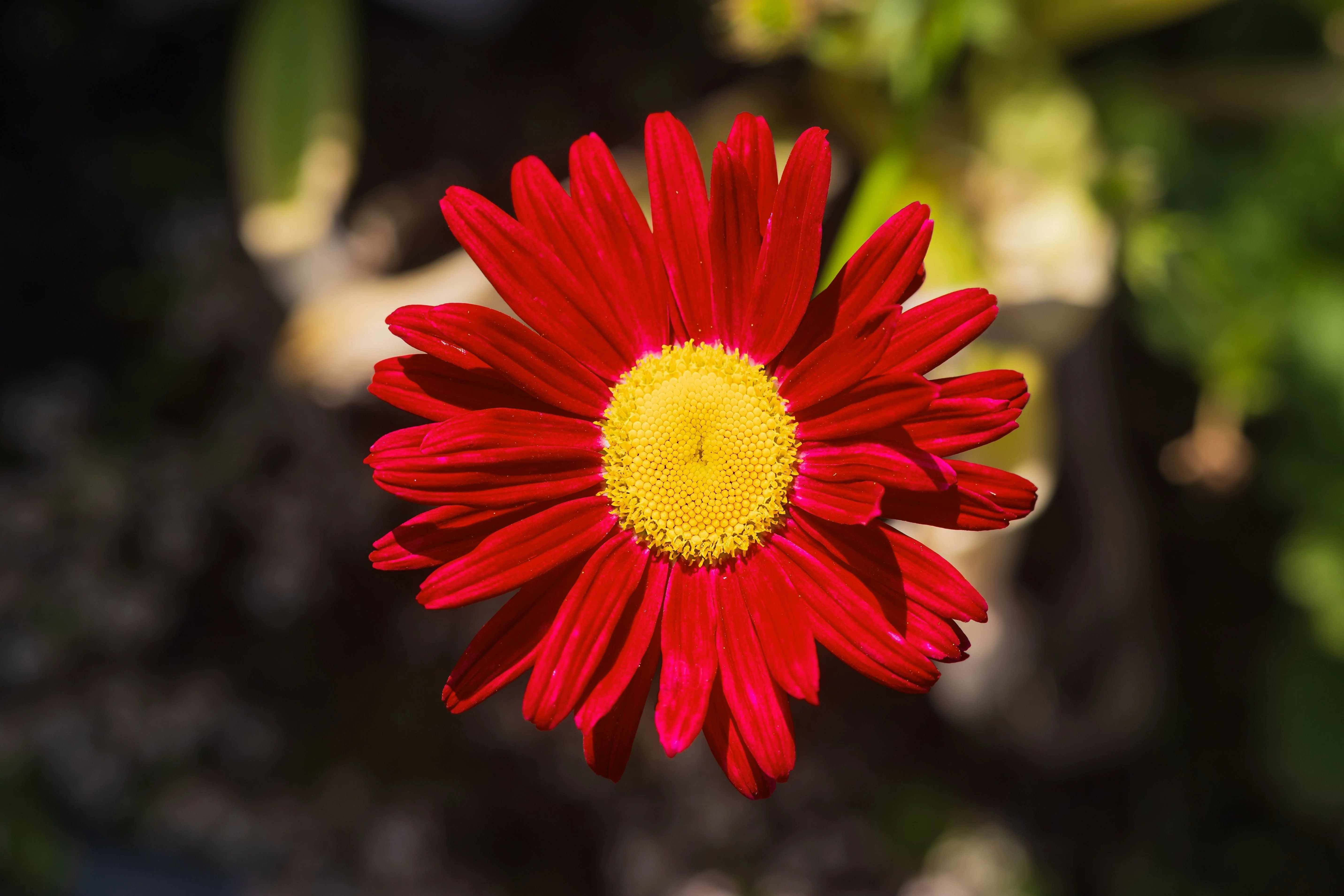 100 RED ROBINSONS DAISY Painted Chrysanthemum Coccineum Pyrethrum Flower Seeds - Image 6