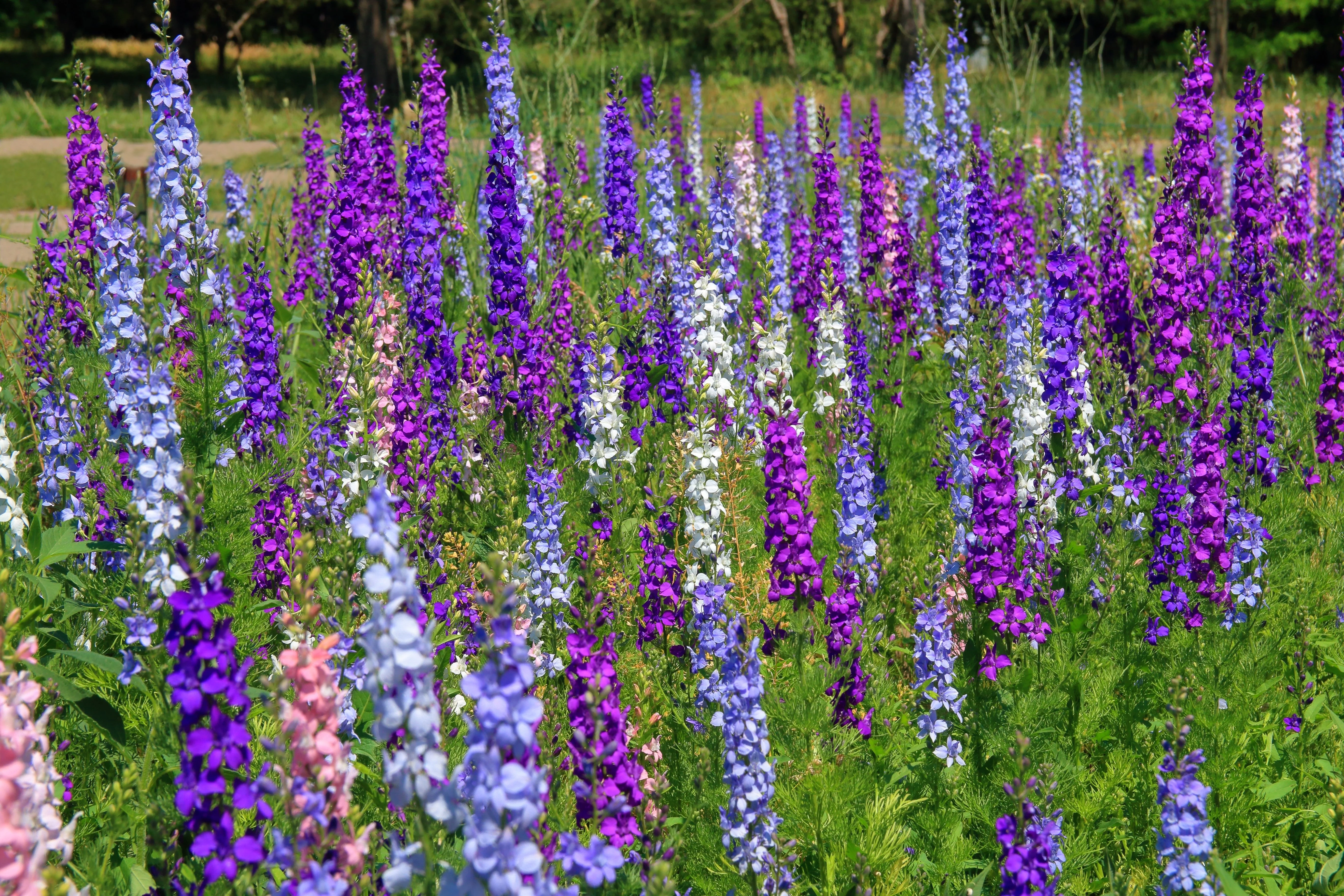 100 ROCKET LARKSPUR DELPHINIUM Consolida Giant Imperial Mixed Colors Flower Seeds - Image 4