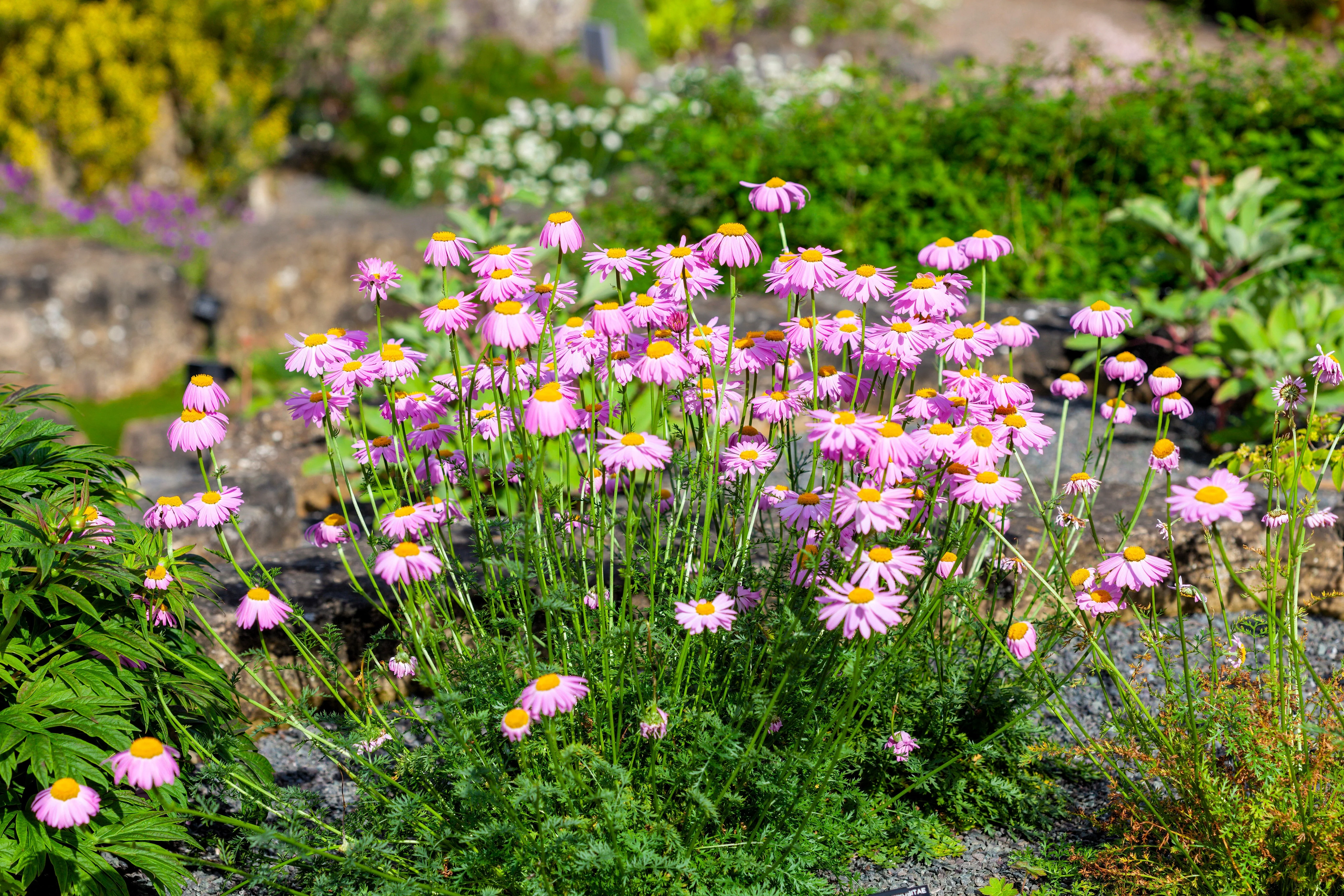 100 Rose PINK ROBINSONS DAISY Painted Chrysanthemum Coccineum Pyrethrum Flower Seeds - Image 9
