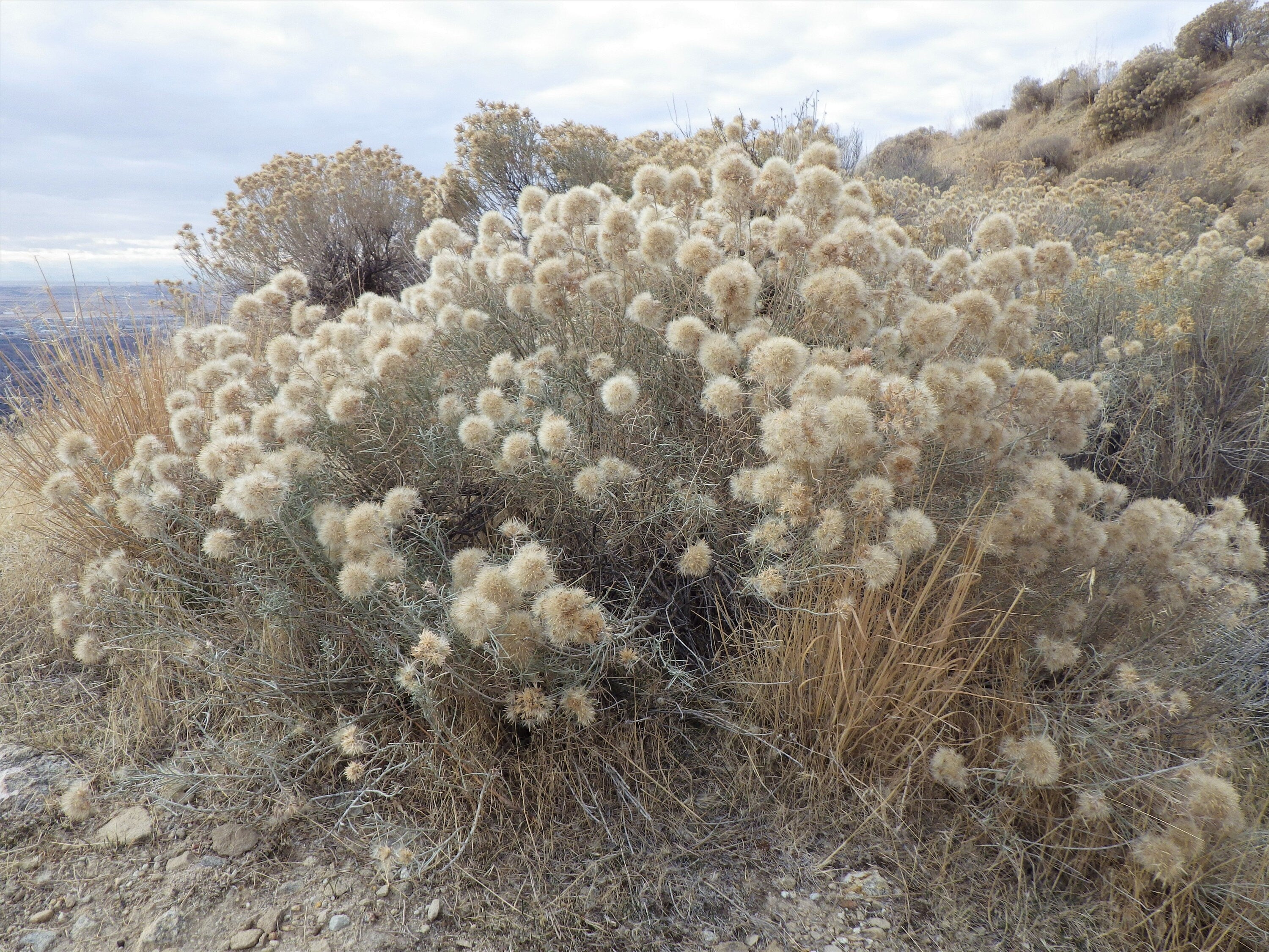 100 RUBBER RABBITBRUSH Chamisa Ericameria Nauseosa Native Desert Shrub Yellow Flower Seeds - Image 4