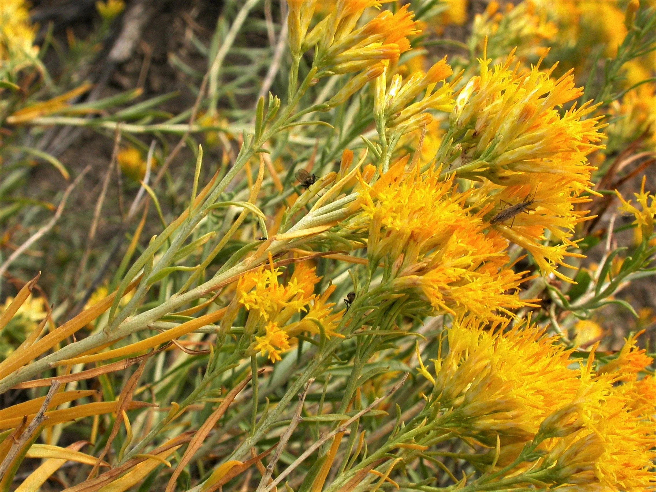 100 RUBBER RABBITBRUSH Chamisa Ericameria Nauseosa Native Desert Shrub Yellow Flower Seeds - Image 9