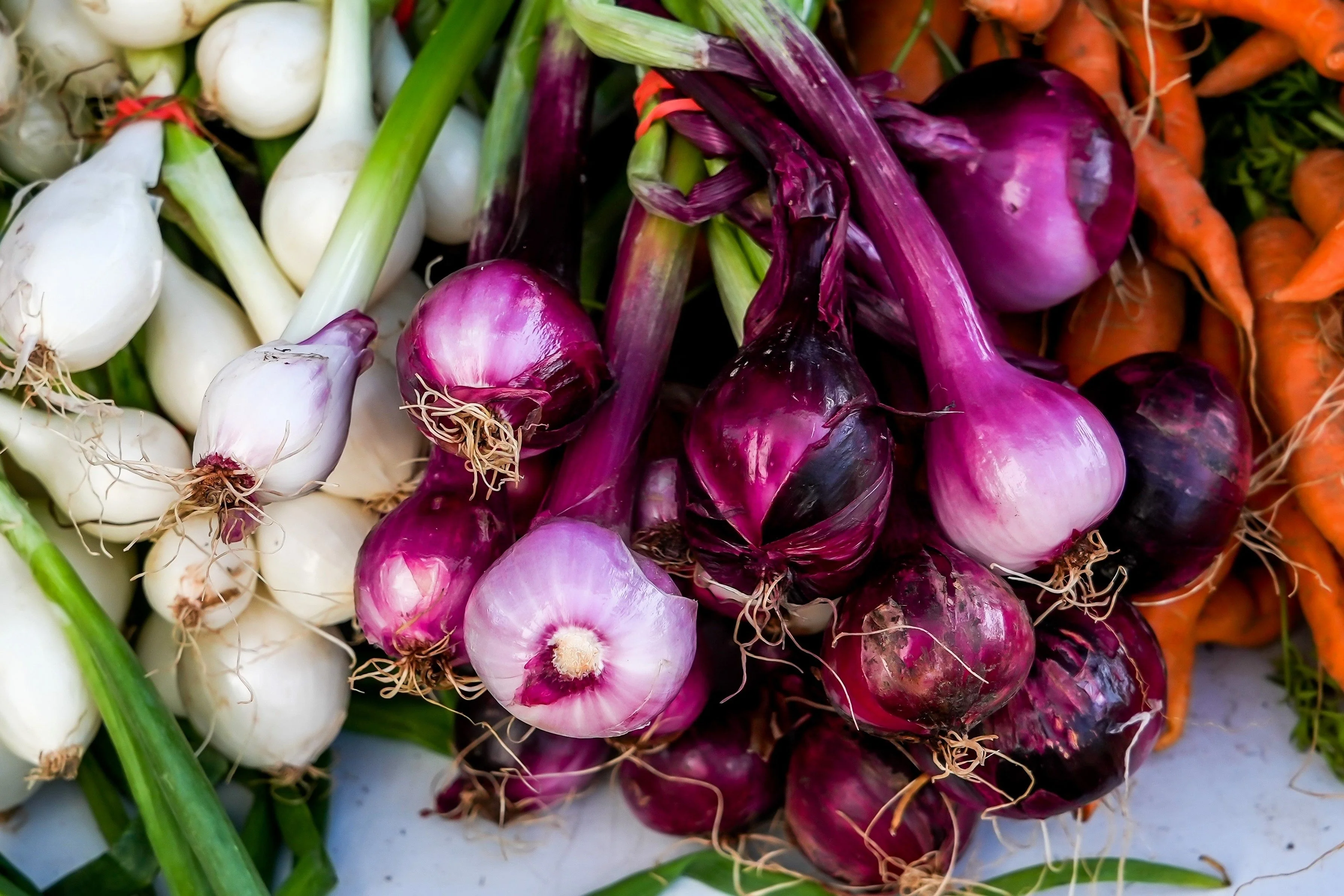 100 SCARLET BANDIT Bunching ONION Red Allium Cepa Vegetable Seeds - Image 9
