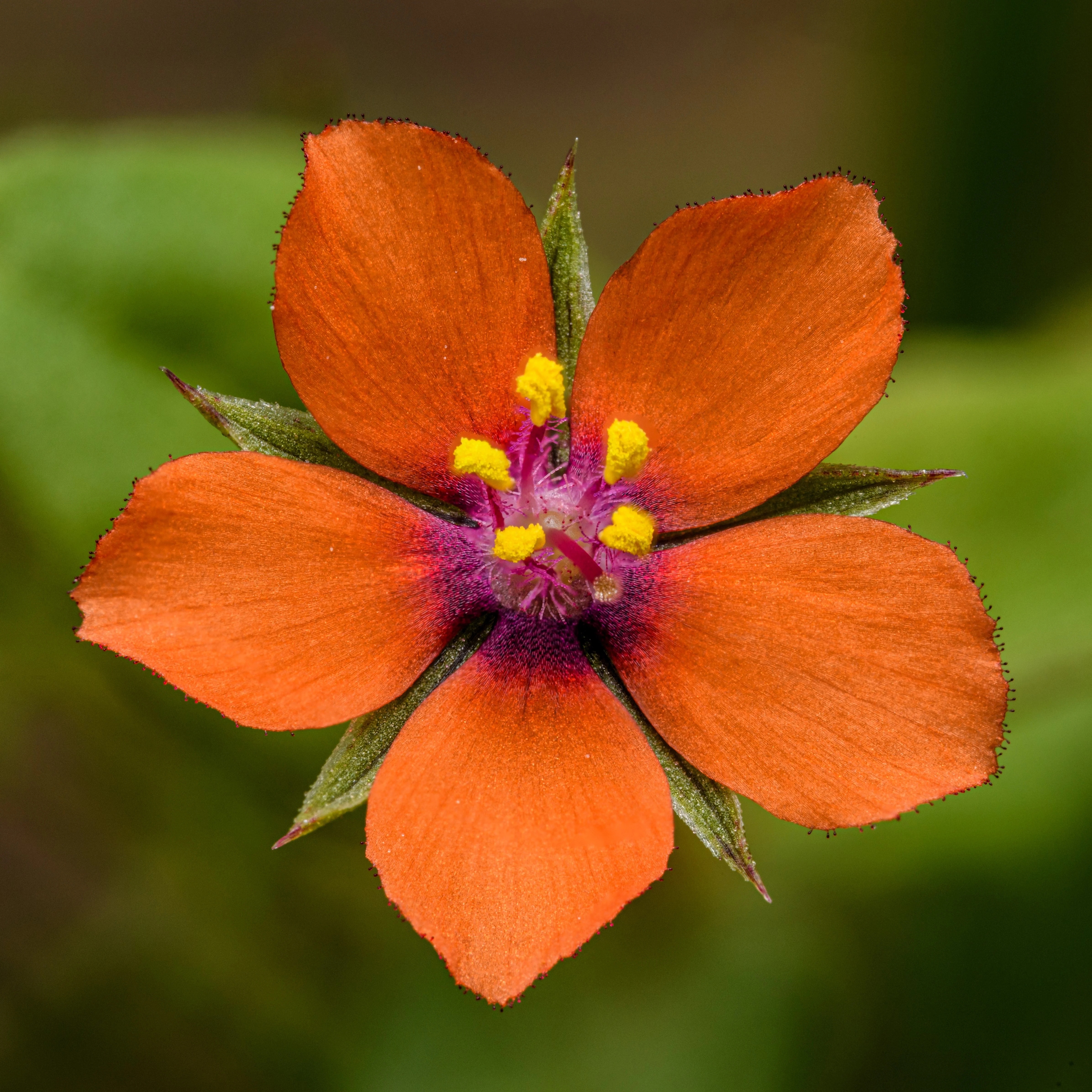 100 SCARLET PIMPERNEL (Adders Eyes) Anagallis Arvensis Flower Seeds - Image 10