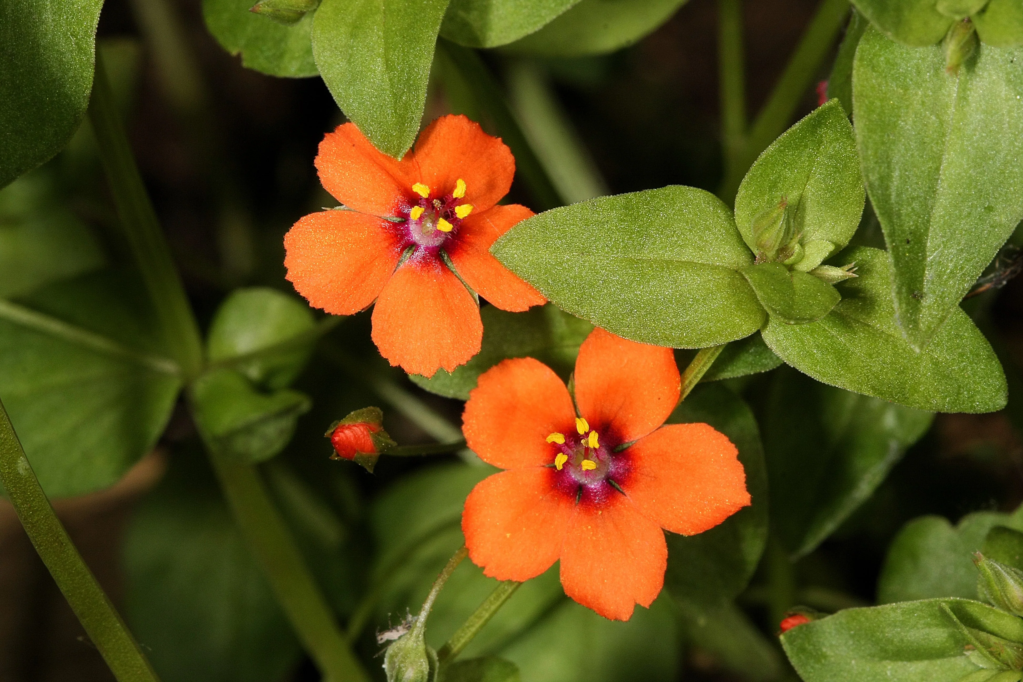 100 SCARLET PIMPERNEL (Adders Eyes) Anagallis Arvensis Flower Seeds - Image 3