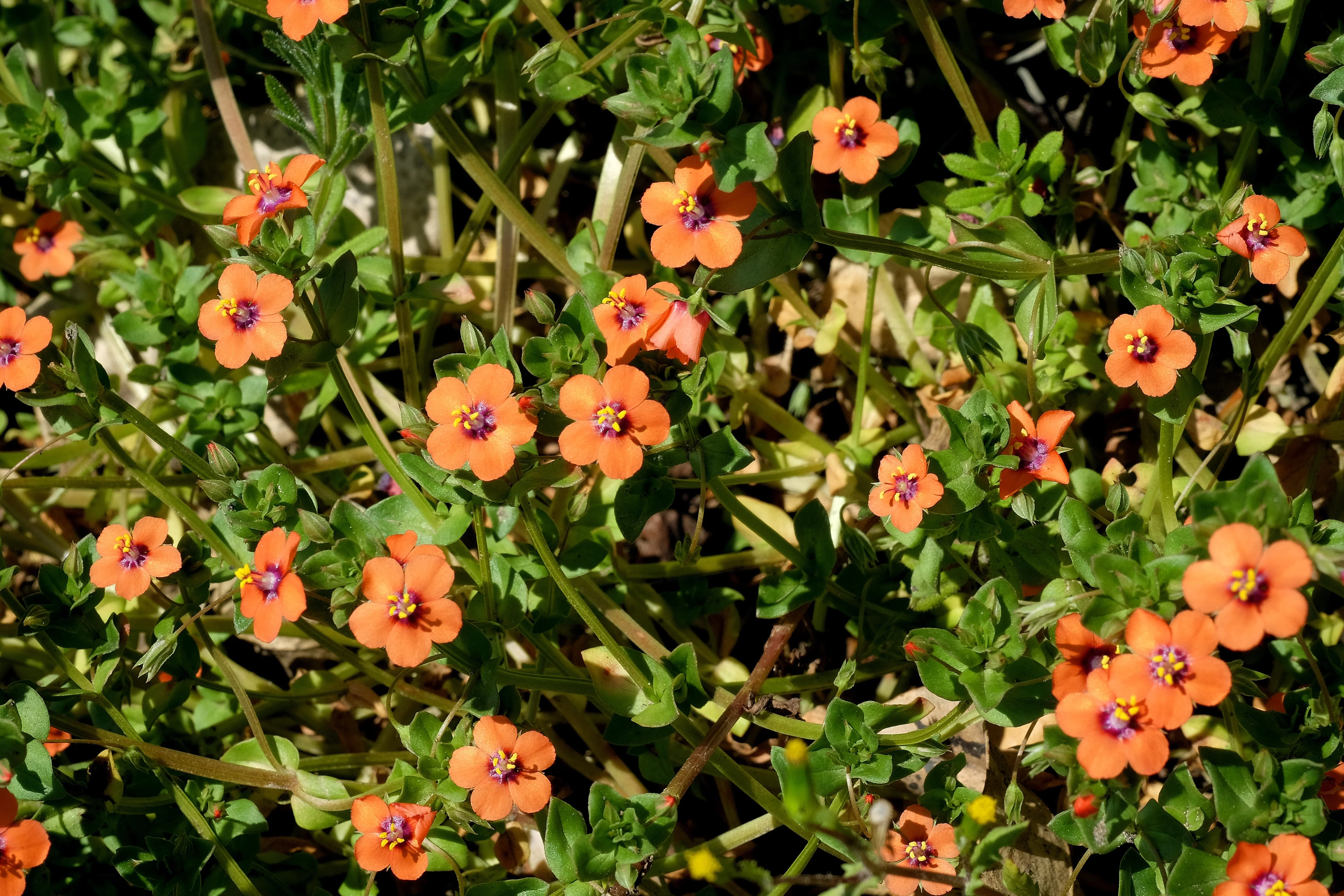 100 SCARLET PIMPERNEL (Adders Eyes) Anagallis Arvensis Flower Seeds - Image 6