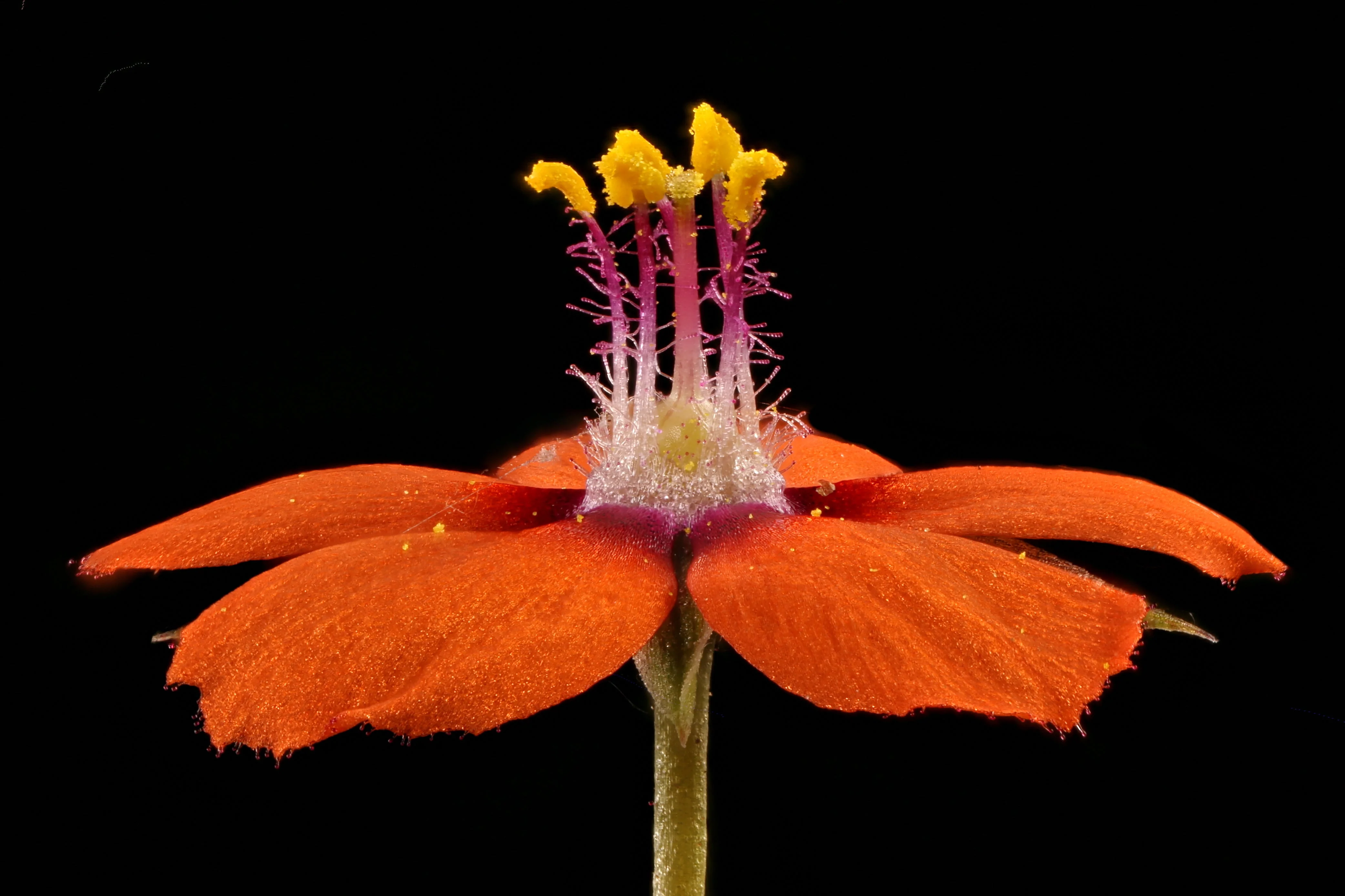 100 SCARLET PIMPERNEL (Adders Eyes) Anagallis Arvensis Flower Seeds - Image 8