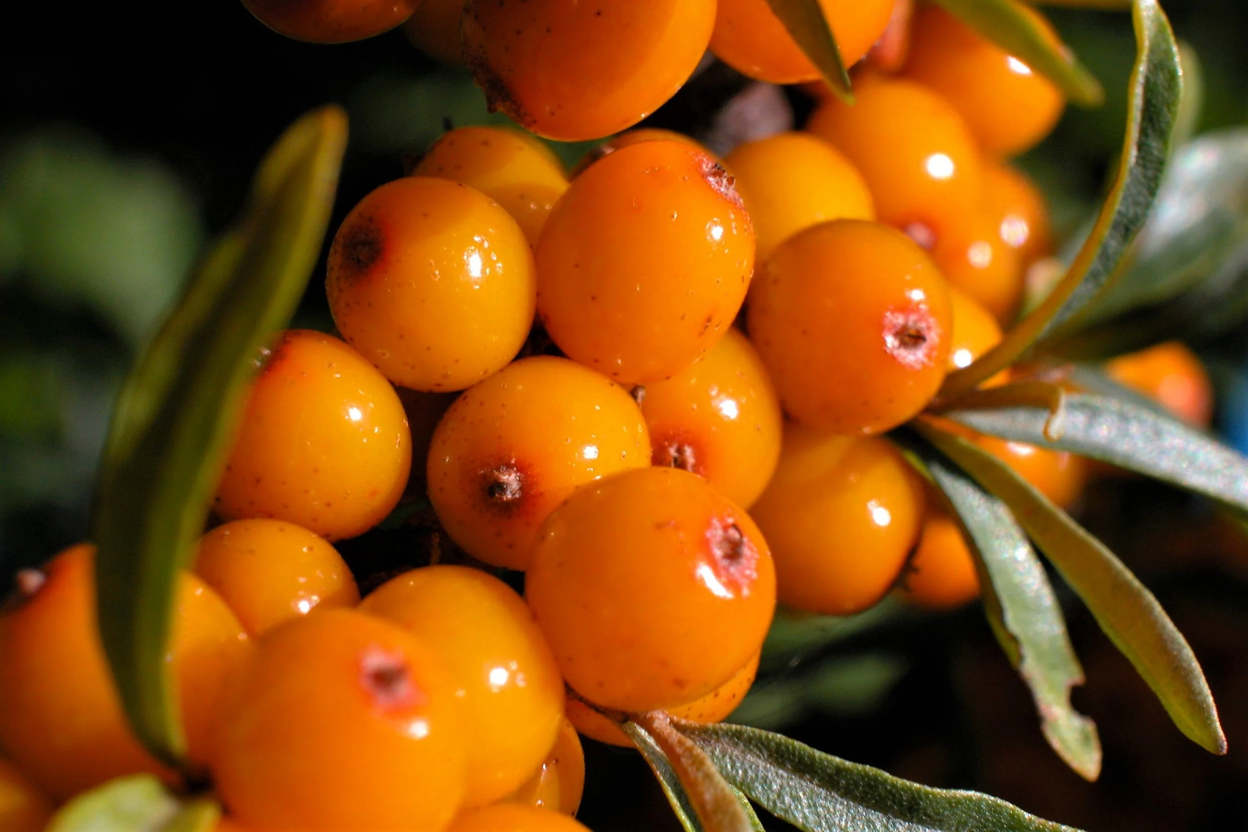 100 SEABERRY Sea Buckthorn Elaeagnus Hippophae Rhamnoides Orange Berry Fruit Shrub Yellow Flower Silver Foliage Seeds - Image 7