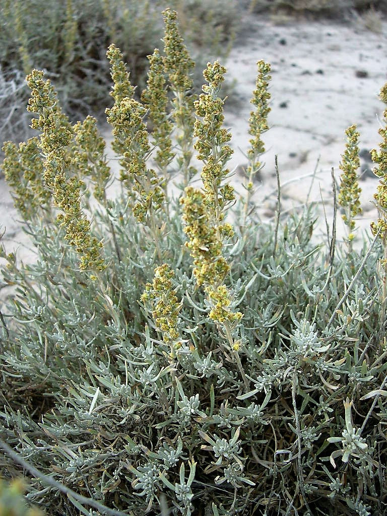 100 SILVER SAGEBRUSH Artemisia Cana Dwarf Sagebrush Silver Wormwood Herb Flower Seeds - Image 8