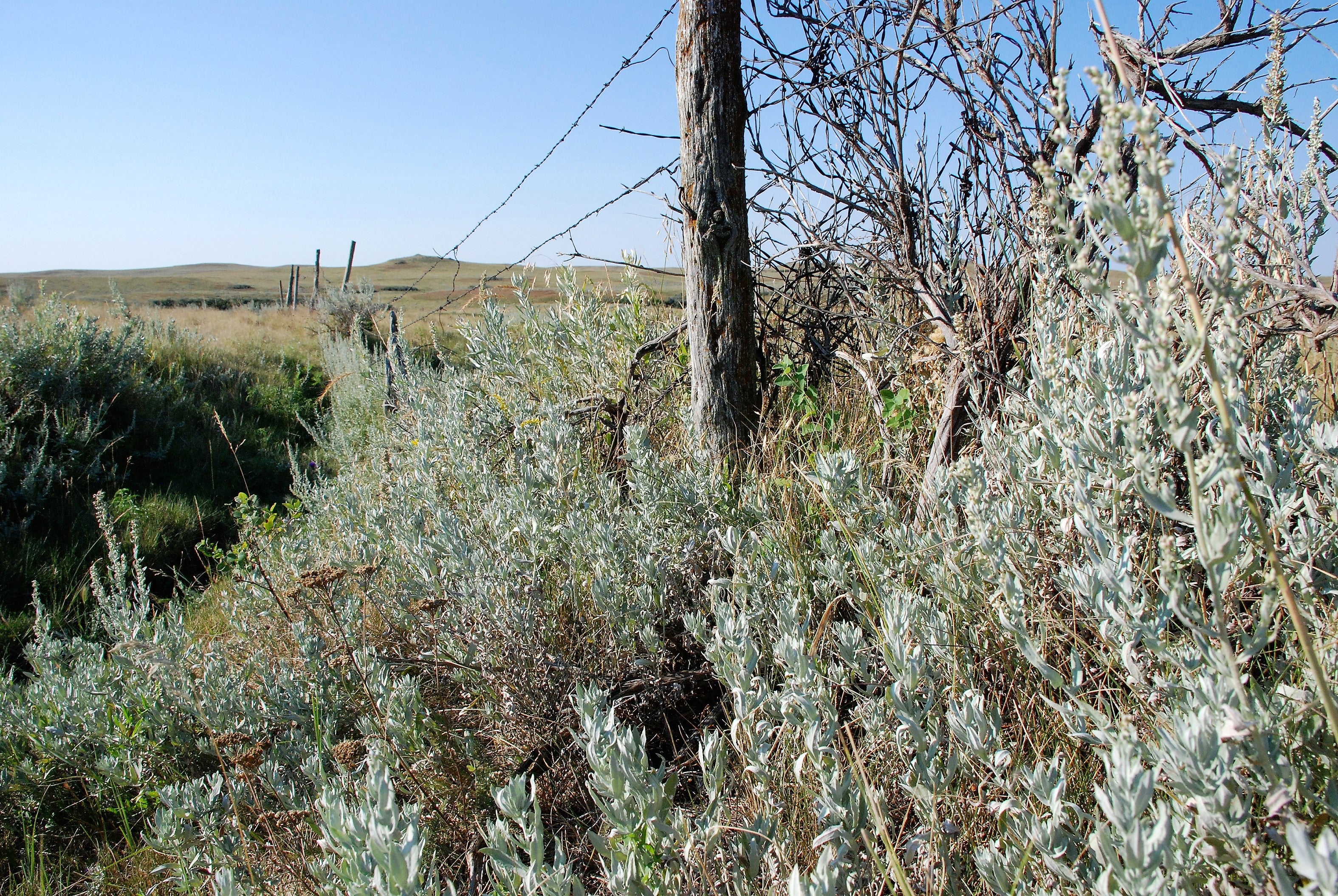 100 SILVER SAGEBRUSH Artemisia Cana Dwarf Sagebrush Silver Wormwood Herb Flower Seeds - Image 9