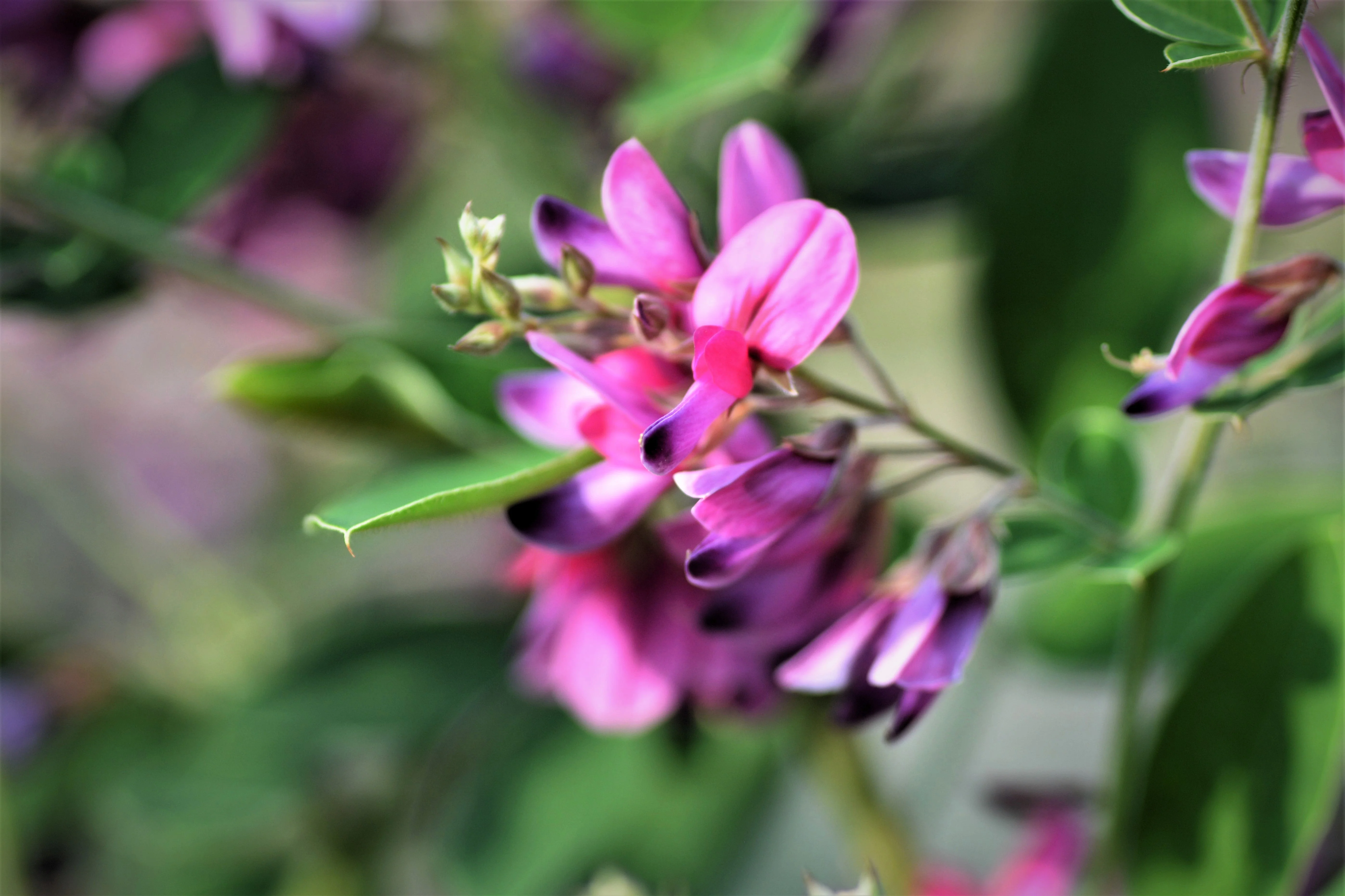 100 SLENDER BUSH CLOVER Lespedeza Virginica Bushclover Native Shrub Pink Purple Flower Legume Seeds - Image 7