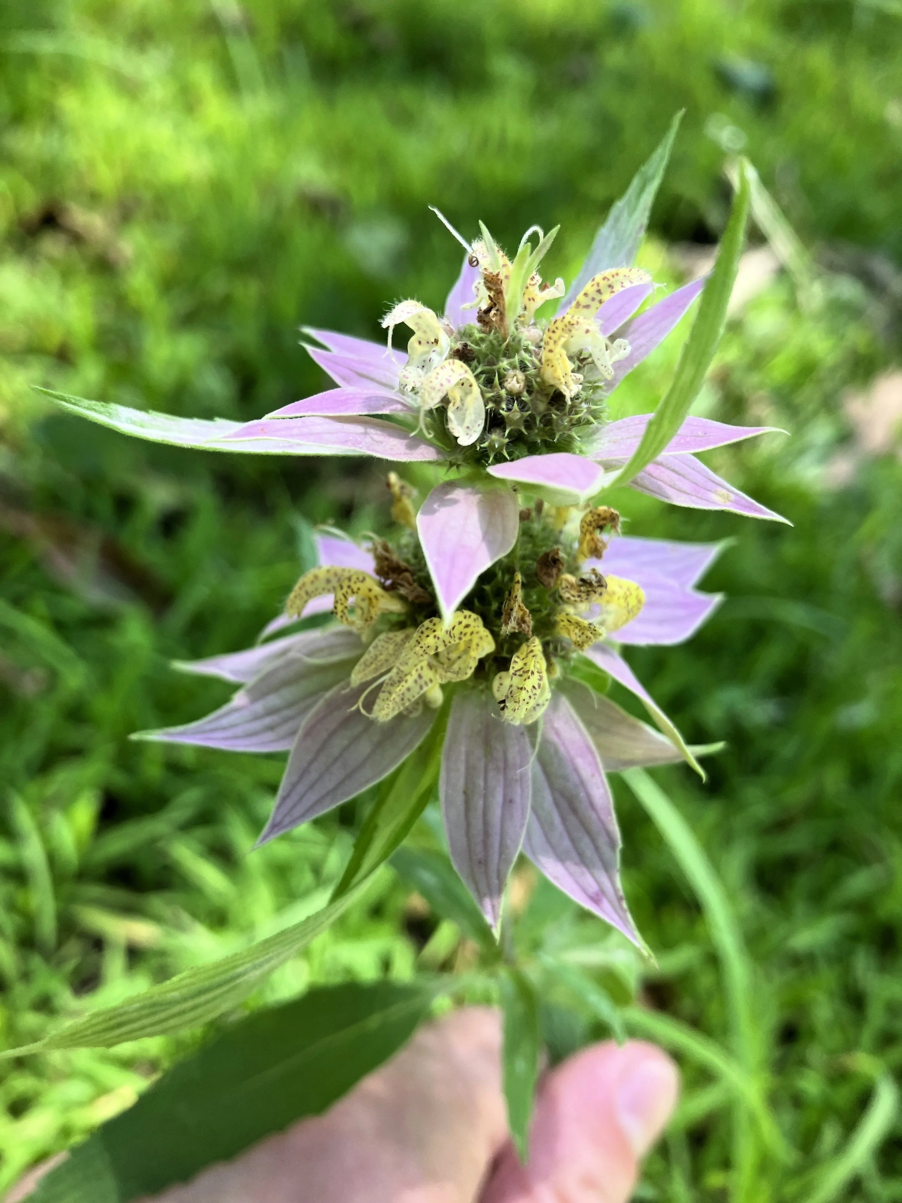 100 SPOTTED BEE BALM Monarda Punctata Flower Herb Horesemint Dotted Mint Seeds - Image 8