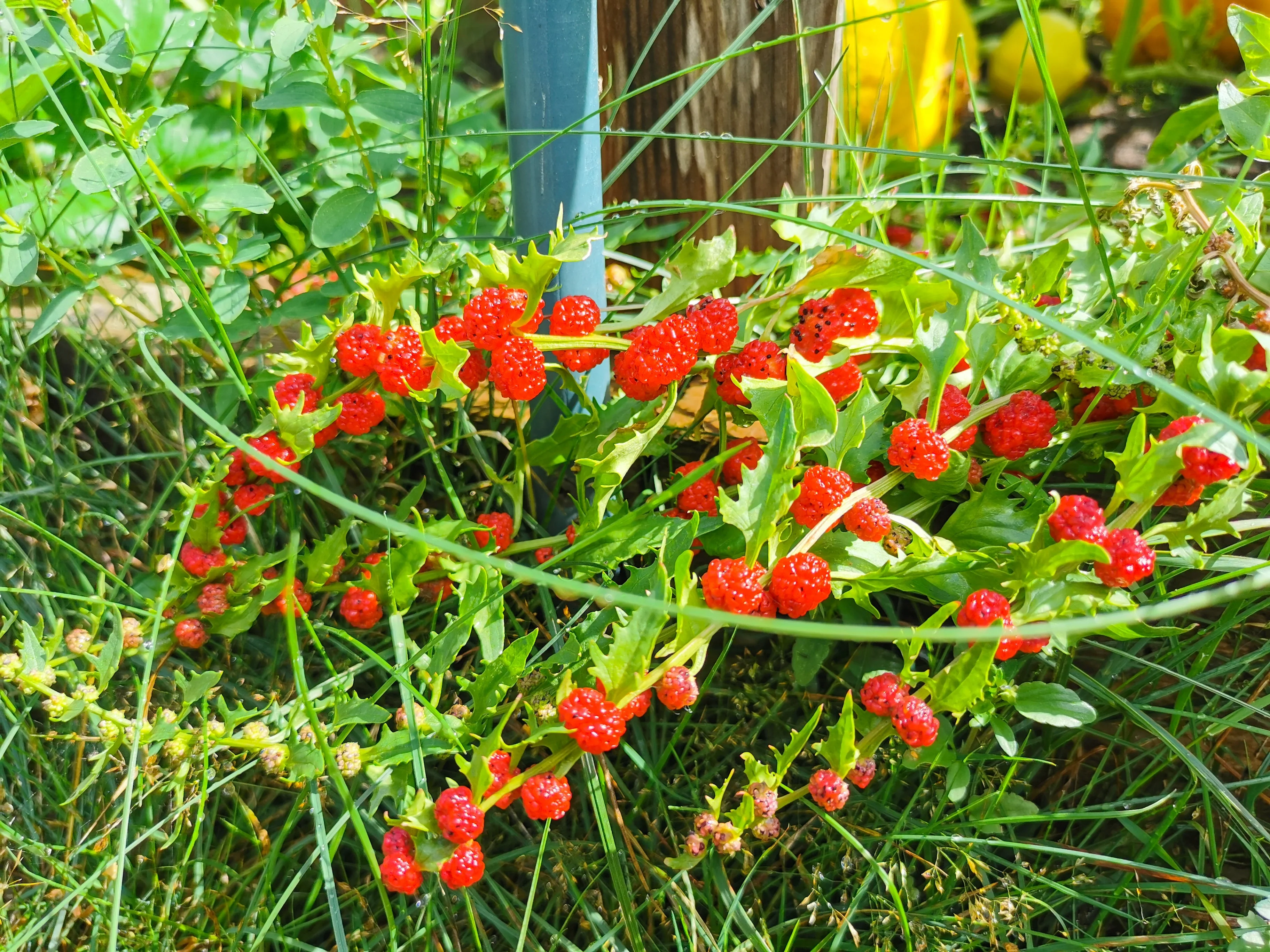 100 STRAWBERRY STICKS / SPINACH Chenopodium Foliosum Fruit Berry Seeds - Image 11