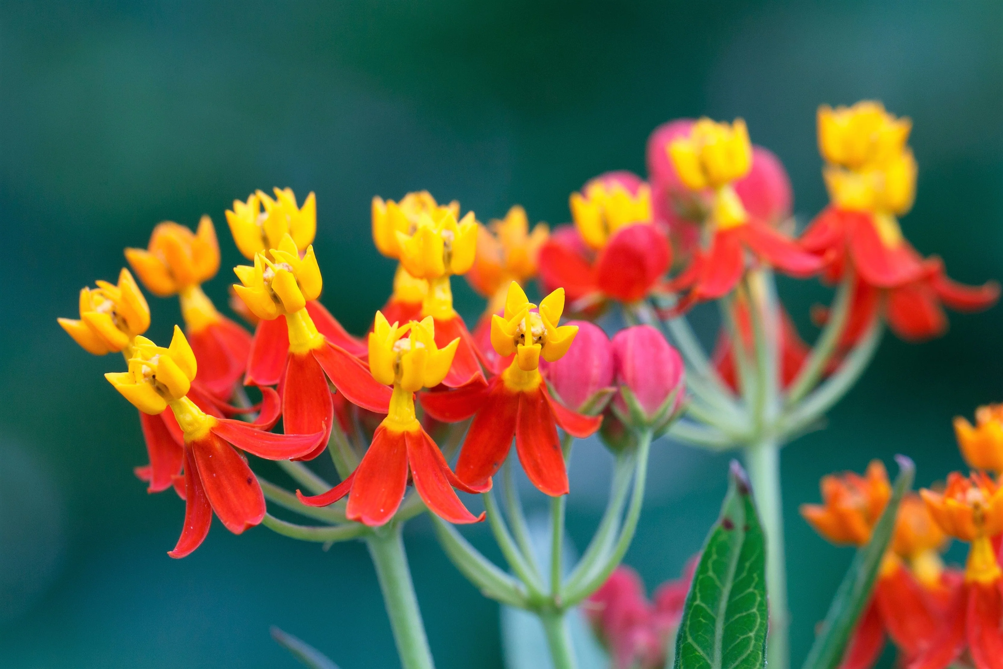 100 SUNSET MILKWEED Asclepias Curassavica Scarlet Blood Flower Red Orange Butterfly Weed Seeds - Image 10