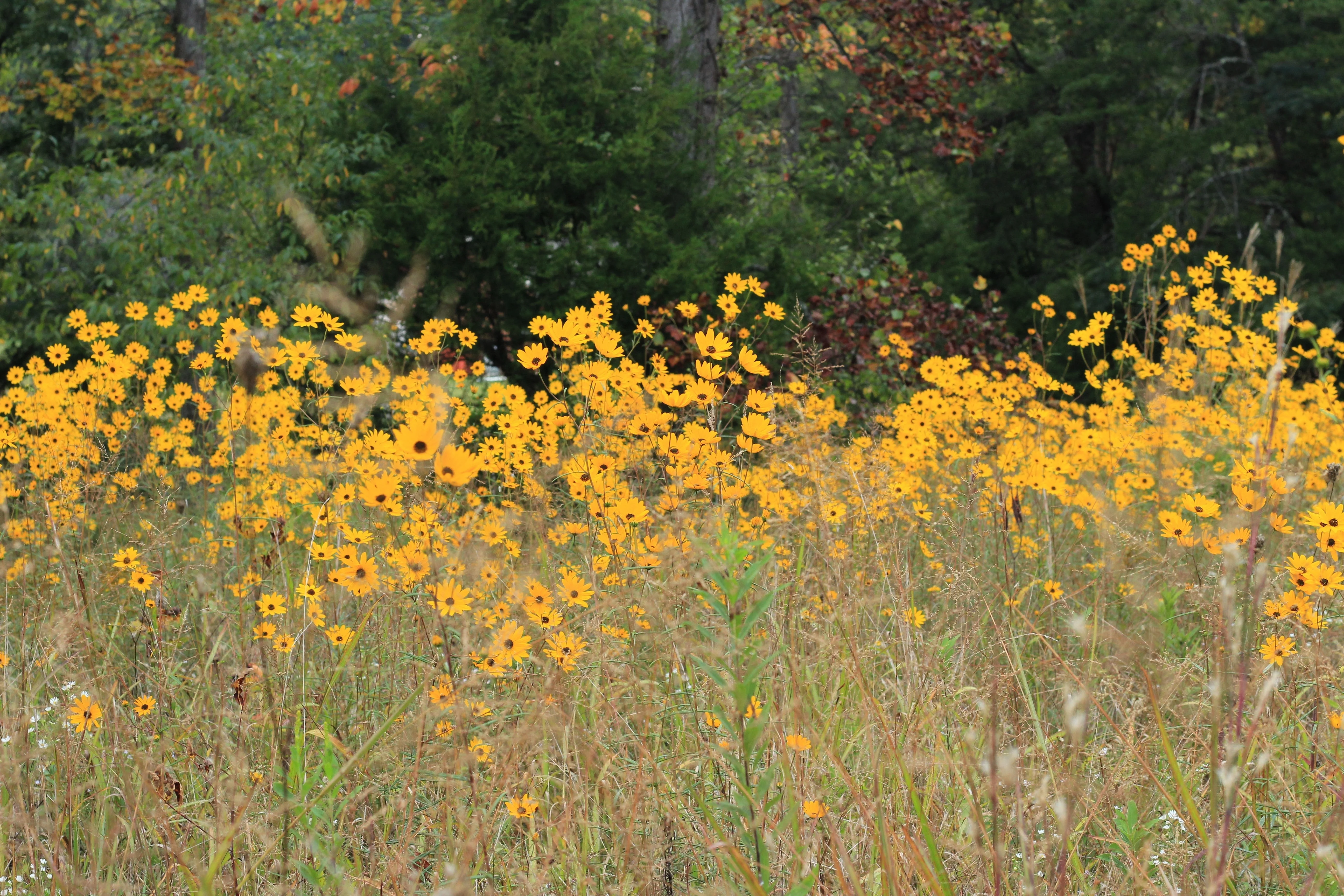 100 SWAMP SUNFLOWER (Narrowleaf Sunflower) Helianthus Angustifolius Flower Seeds - Image 8
