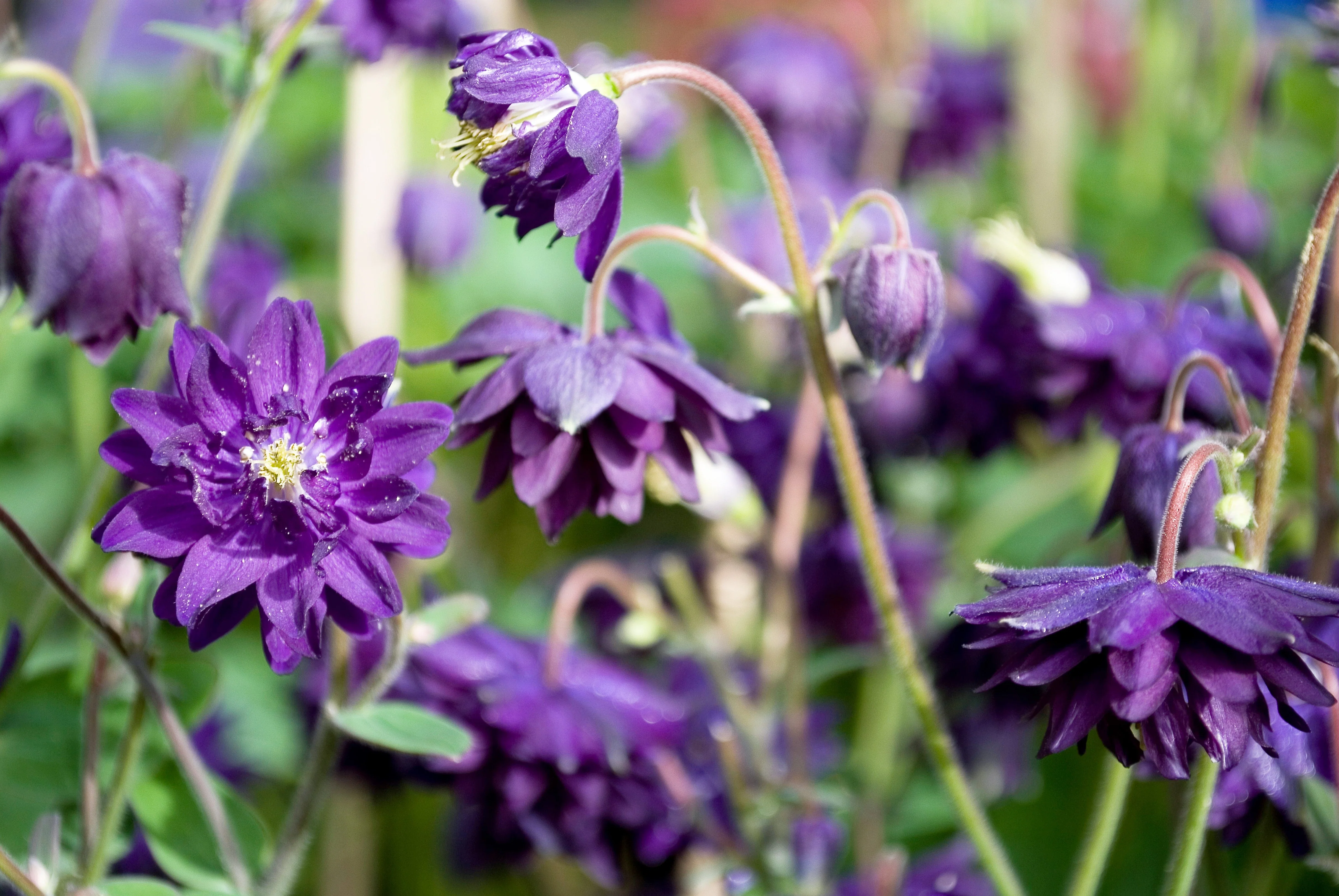 100 TALL DOUBLE COLUMBINE Aquilegia Vulgaris Mixed Colors Red, Pink, Purple, & White Flower Seeds - Image 5