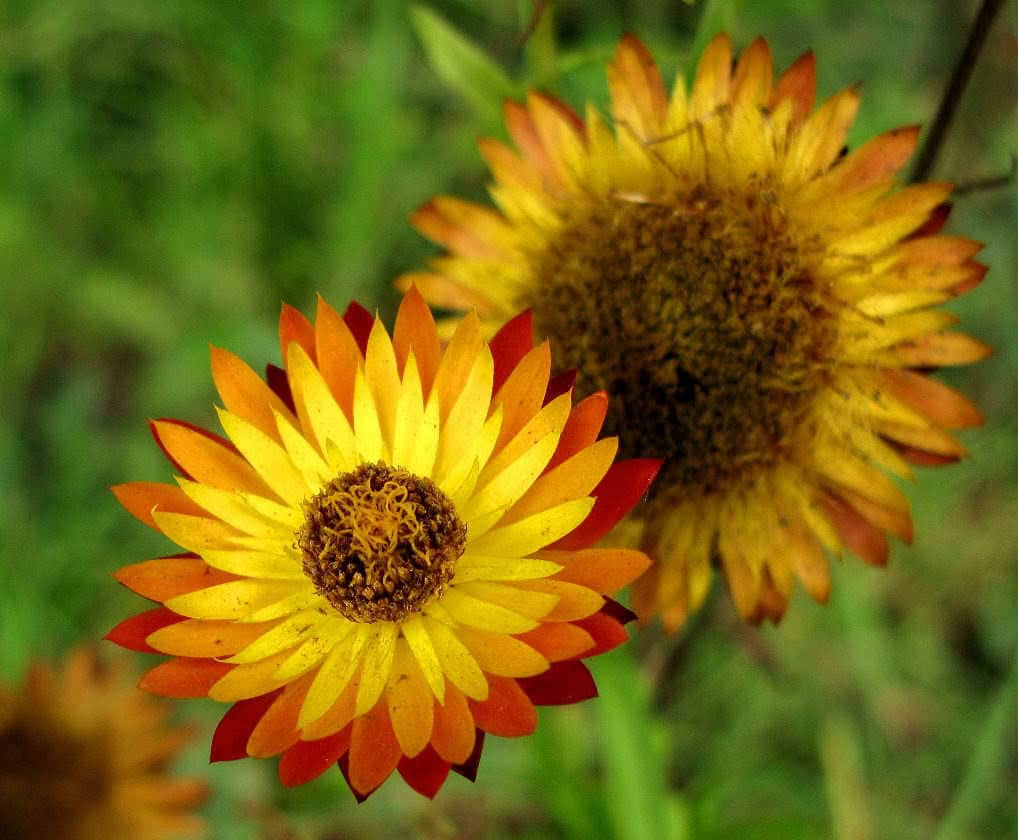 100 TALL Double MIXED Colors STRAWFLOWER Helichrysum Monstrosum Flower Seeds - Image 2