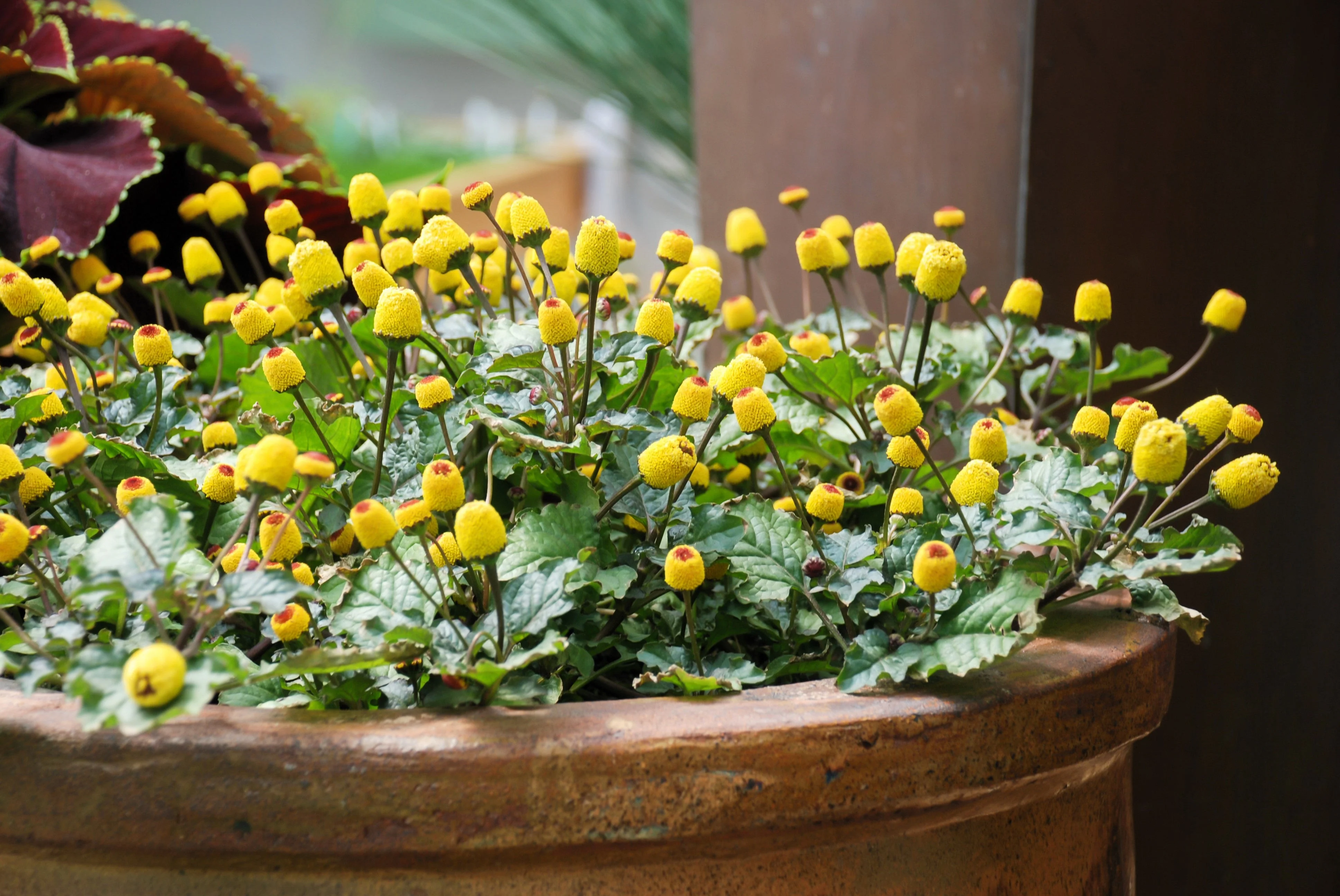 100 TOOTHACHE / EYEBALL PLANT Spilanthes Oleracea Red & Yellow Flower Herb Seeds - Image 11