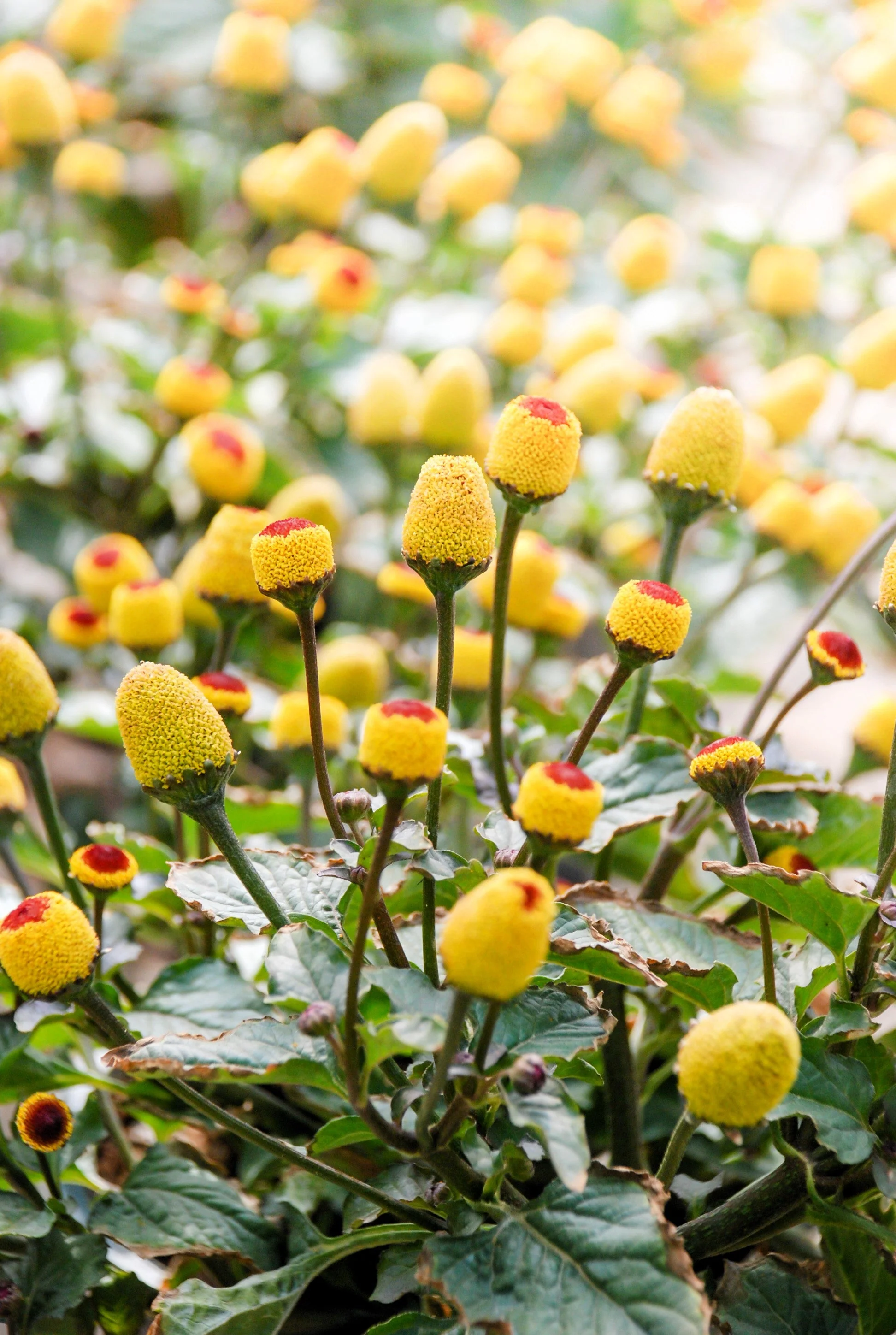 100 TOOTHACHE / EYEBALL PLANT Spilanthes Oleracea Red & Yellow Flower Herb Seeds - Image 6