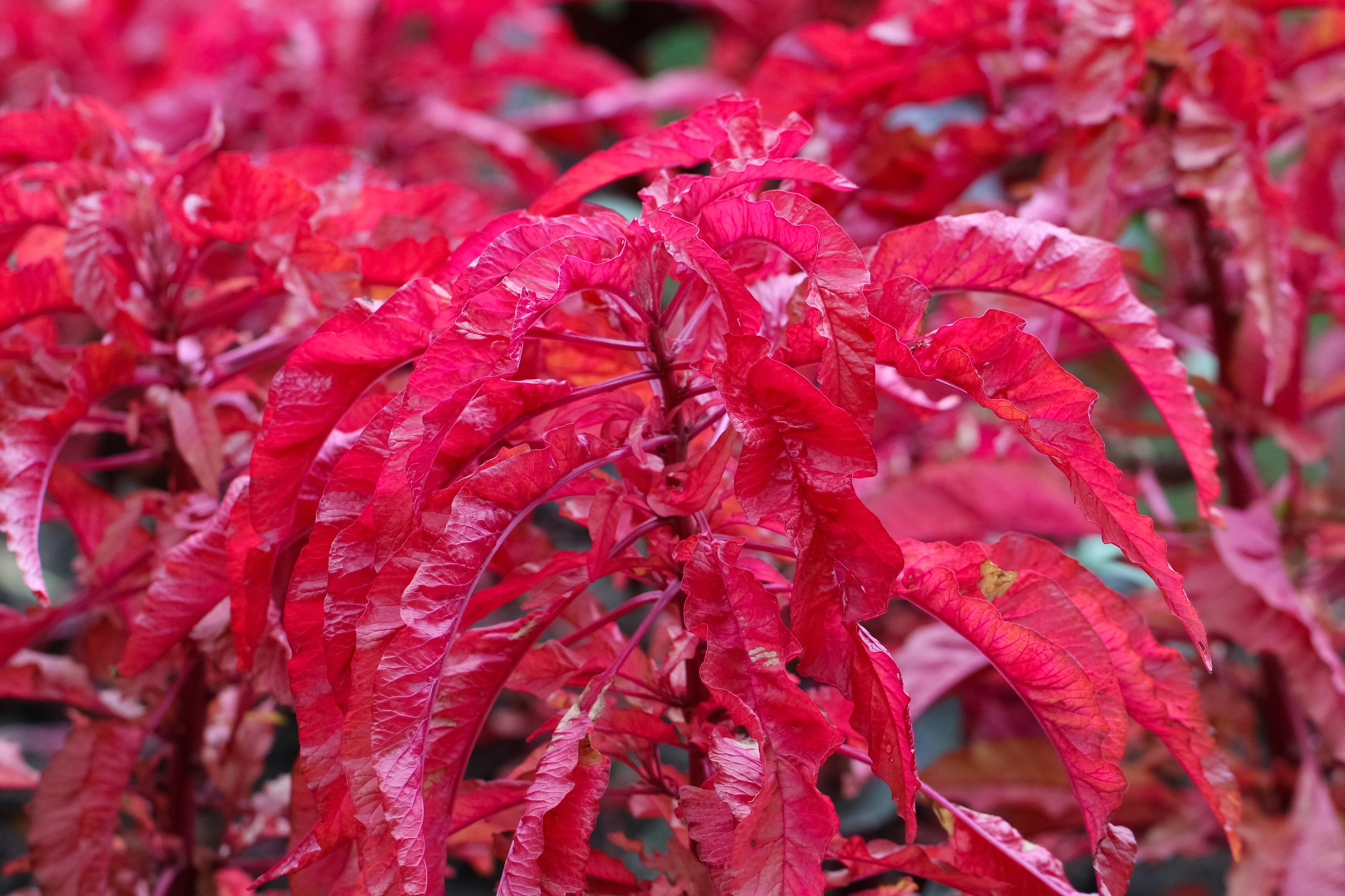 100 Tricolor EARLY SPLENDOR AMARANTHUS Hypochondricus Flower Seeds - Image 2