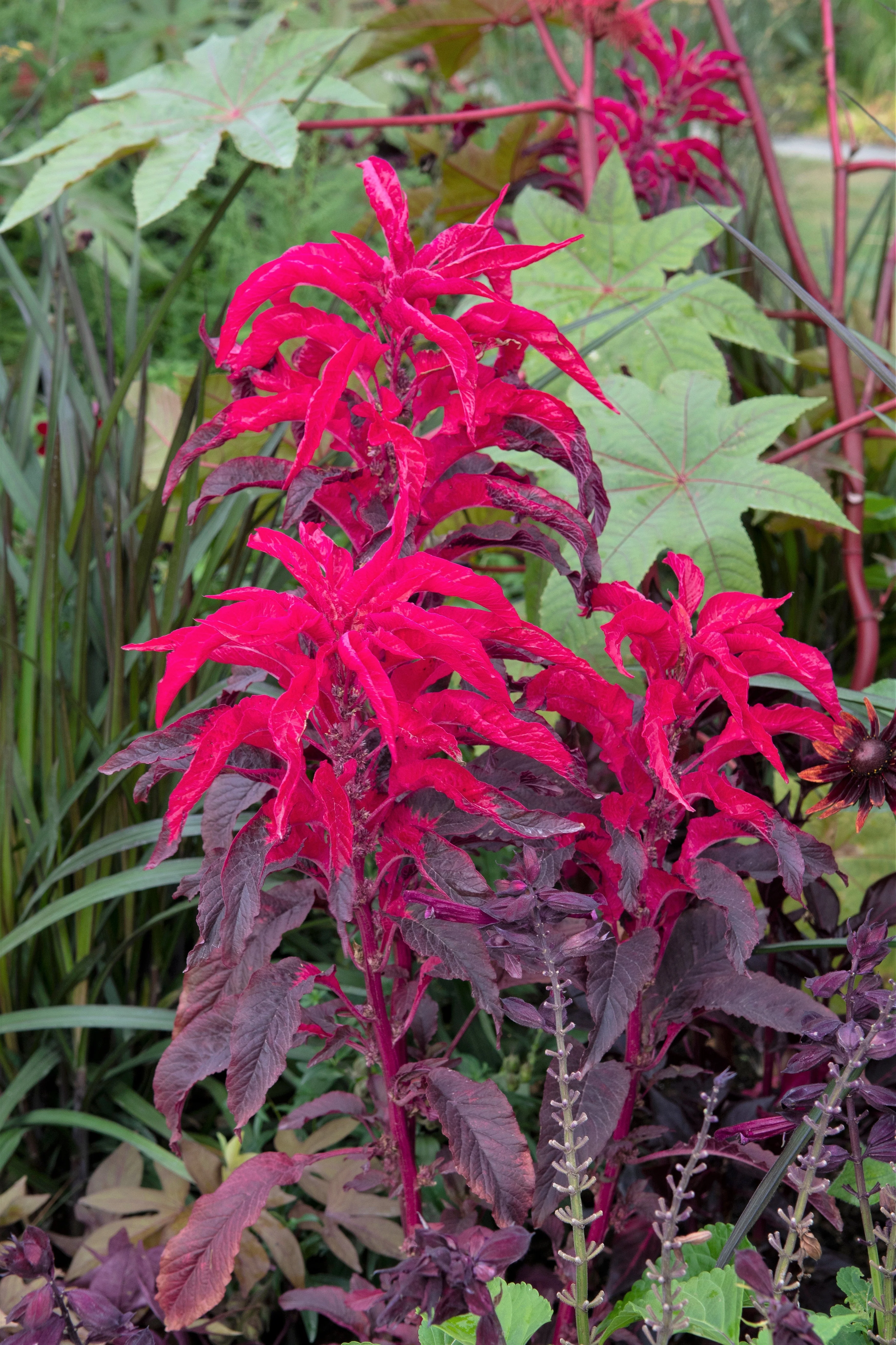 100 Tricolor EARLY SPLENDOR AMARANTHUS Hypochondricus Flower Seeds - Image 7