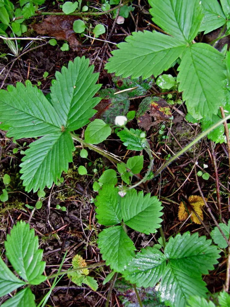 100 VESCA BARON STRAWBERRY Solemacher Berry Fragari Fruit Seeds - Image 4