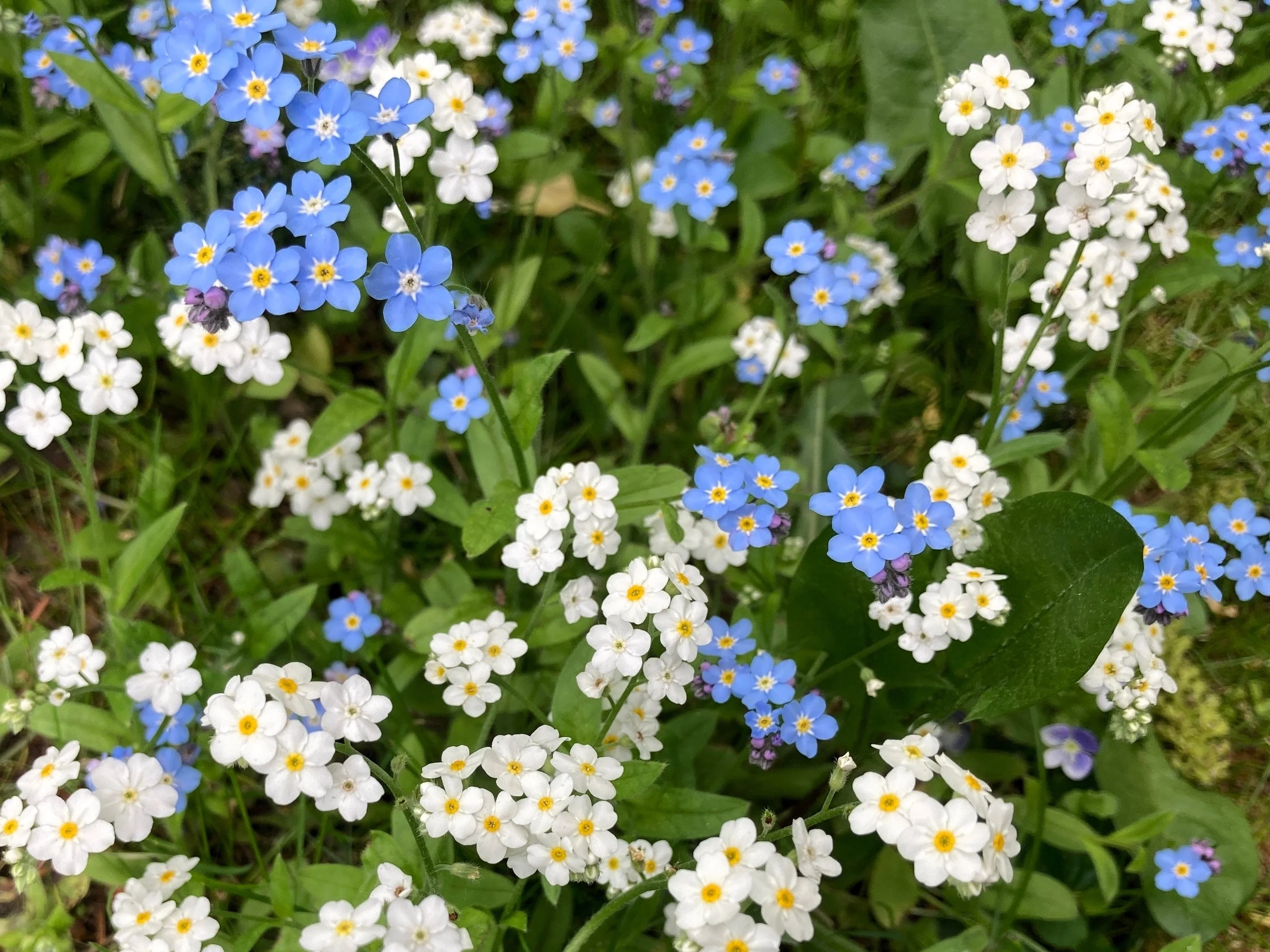 100 Victoria WHITE FORGET Me NOT Myosotis Alpestris Shade or Sun Flower Seeds - Image 9