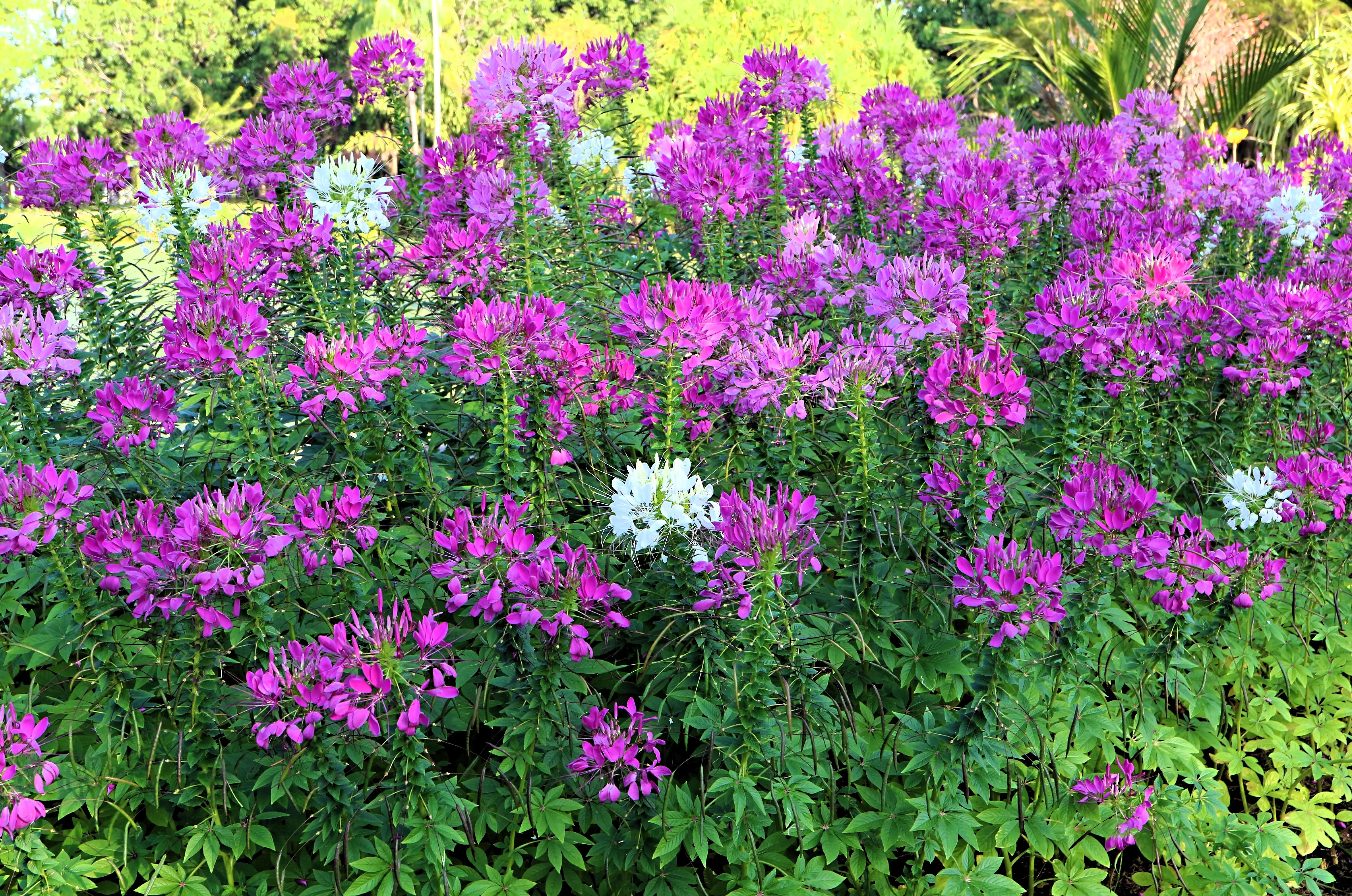 100 VIOLET QUEEN CLEOME Hassleriana Cleome Spinosa Purple Spider Flower Seeds - Image 2