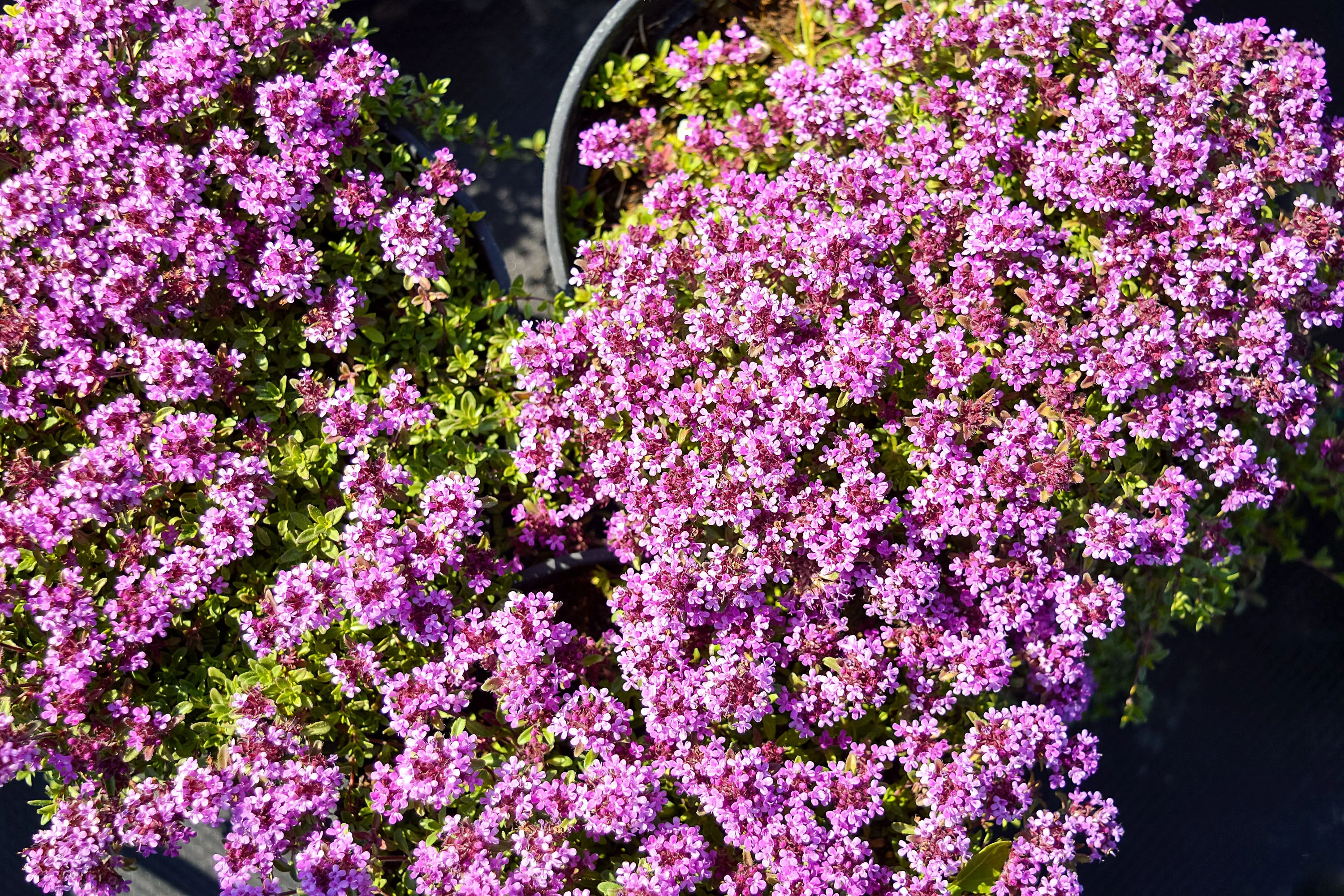 100 Walk On Me CREEPING THYME Thymus Serpyllum Herb Flower Seeds - Image 7