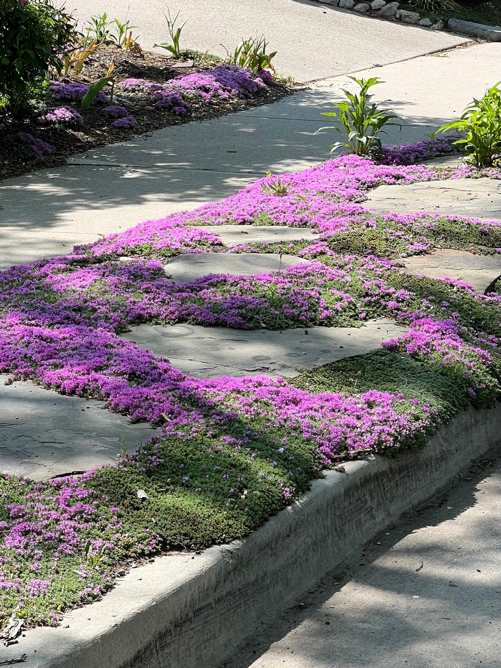 100 Walk On Me CREEPING THYME Thymus Serpyllum Herb Flower Seeds - Image 9