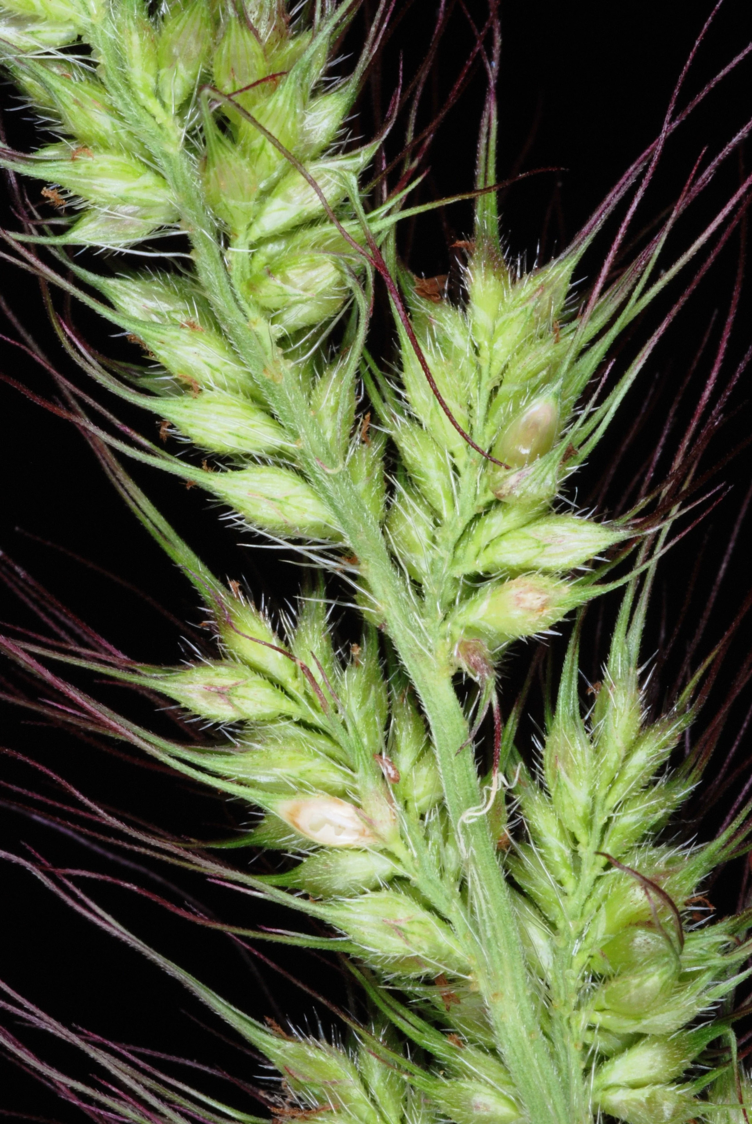 100 WALTER'S BARNYARD GRASS Wetland Ornamental Echinochloa Walteri Seeds - Image 2