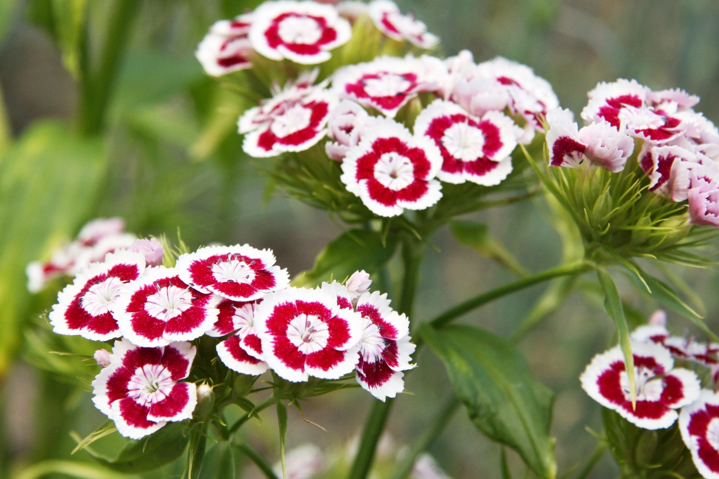 100 WEE Willie Dwarf SWEET WILLIAM Mixed Colors Dianthus Barbatus Flower Seeds - Image 10
