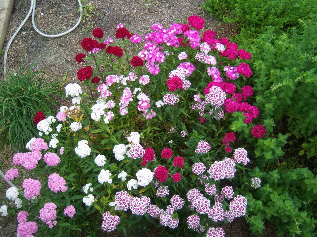 100 WEE Willie Dwarf SWEET WILLIAM Mixed Colors Dianthus Barbatus Flower Seeds - Image 4