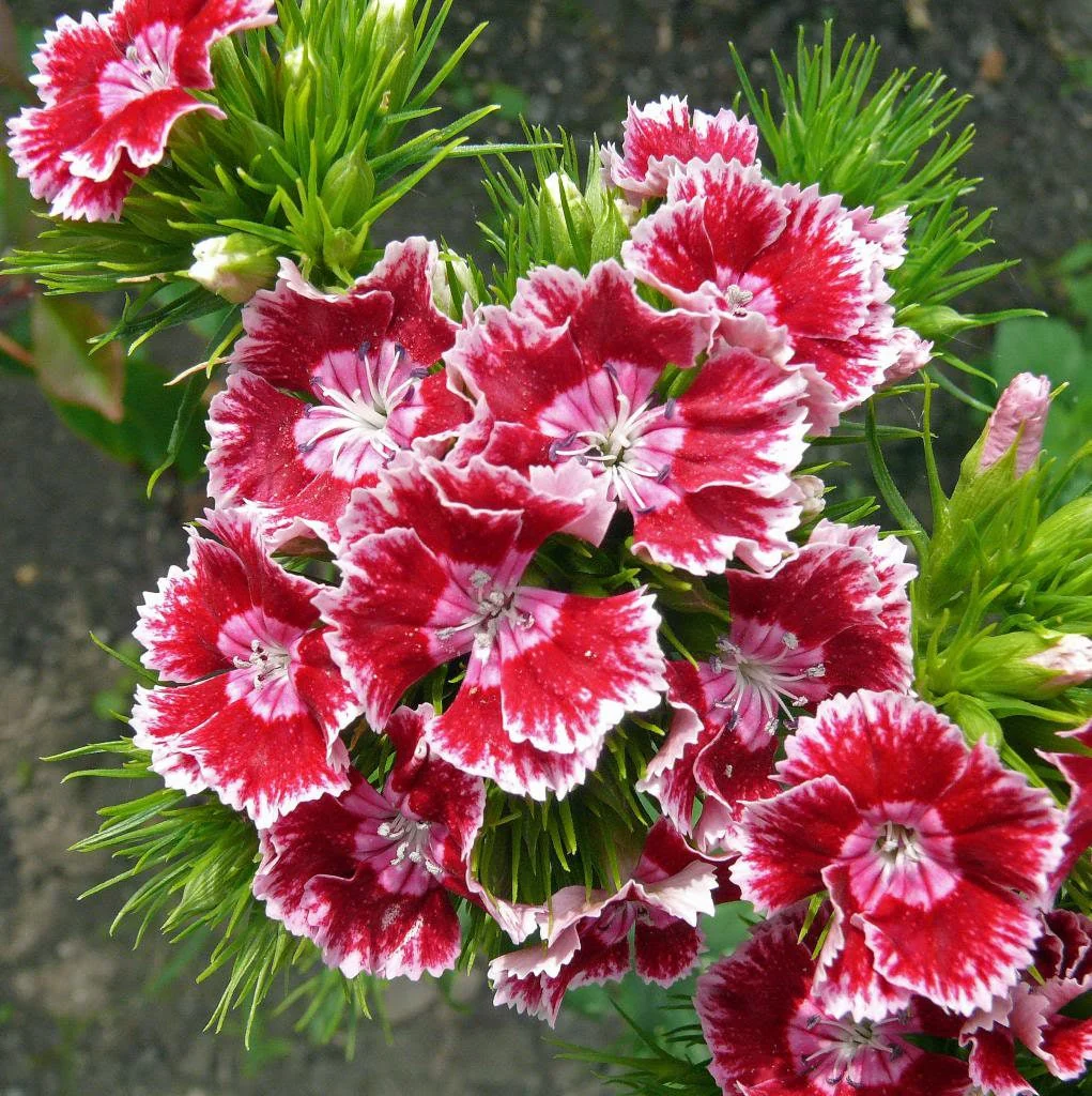 100 WEE Willie Dwarf SWEET WILLIAM Mixed Colors Dianthus Barbatus Flower Seeds - Image 8