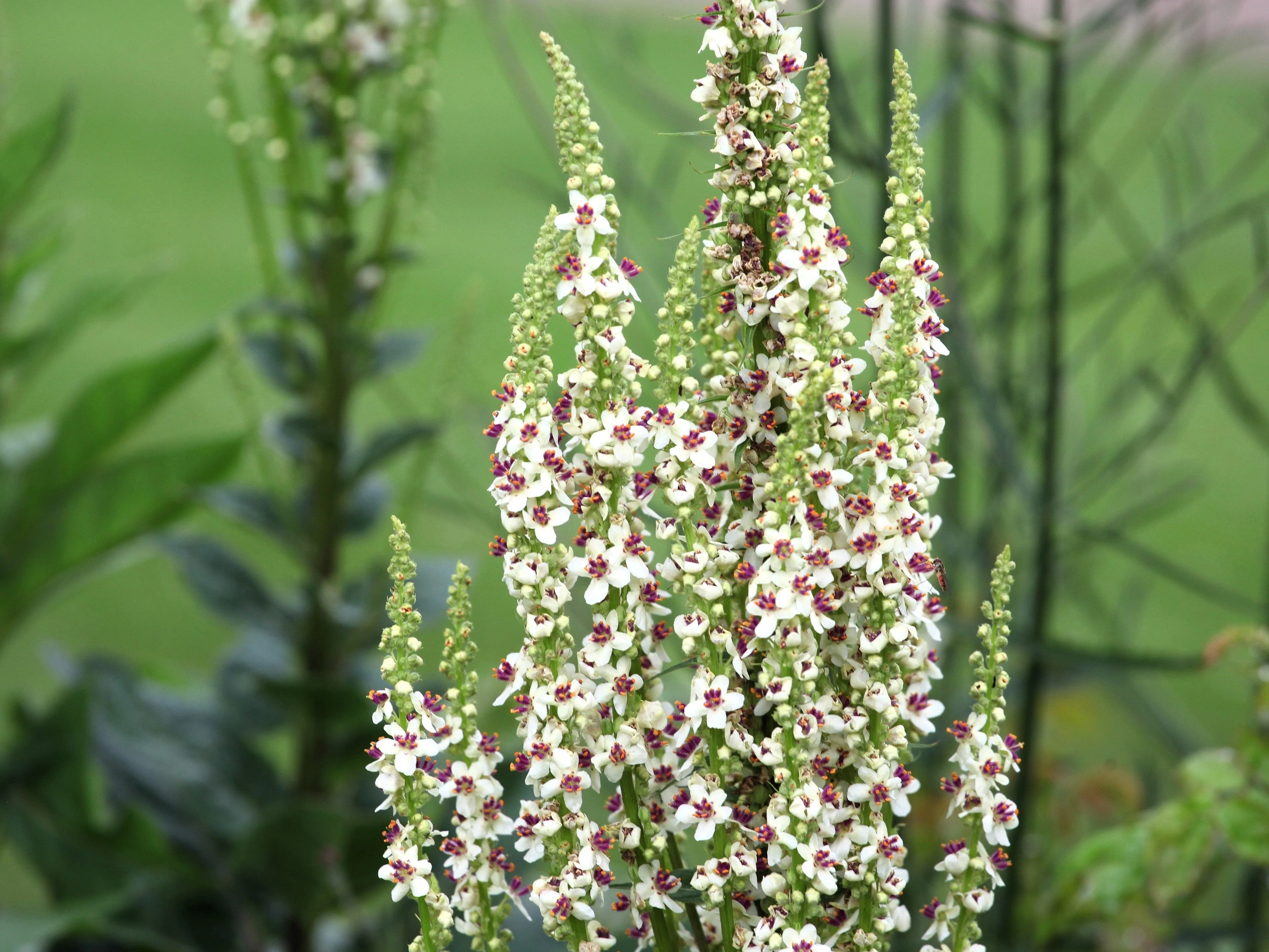 100 WHITE BLUSH VERBASCUM Blattaria Albiflorum Moth Mullein Flower Seeds - Image 11