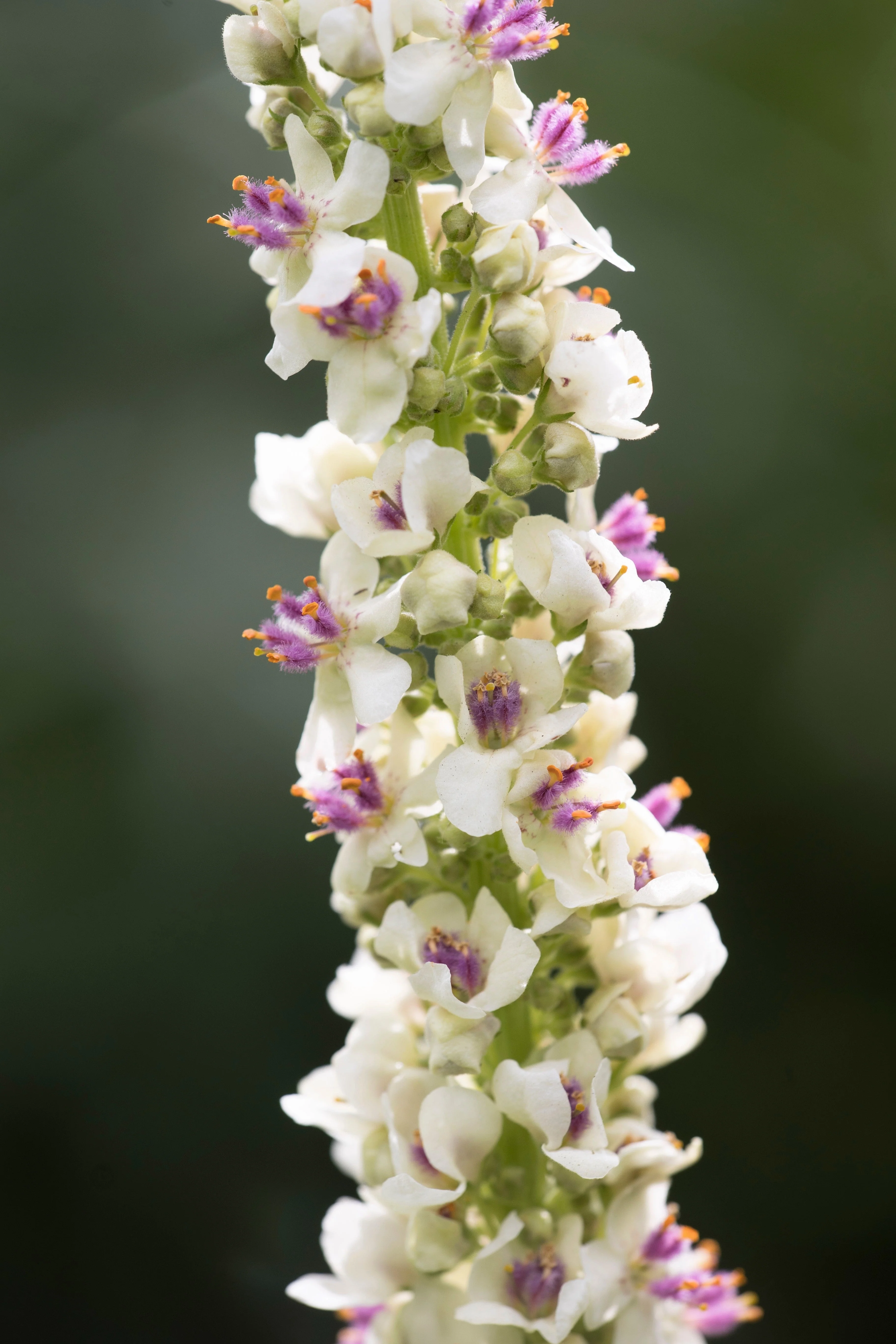 100 WHITE BLUSH VERBASCUM Blattaria Albiflorum Moth Mullein Flower Seeds - Image 12